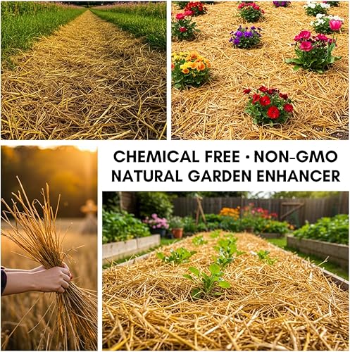 Miniatura 4 de Paja de trigo 100% natural para ropa de cama de animales, mantillo de jardín, abono y fertilizante, y cubierta de césped (4 libras)