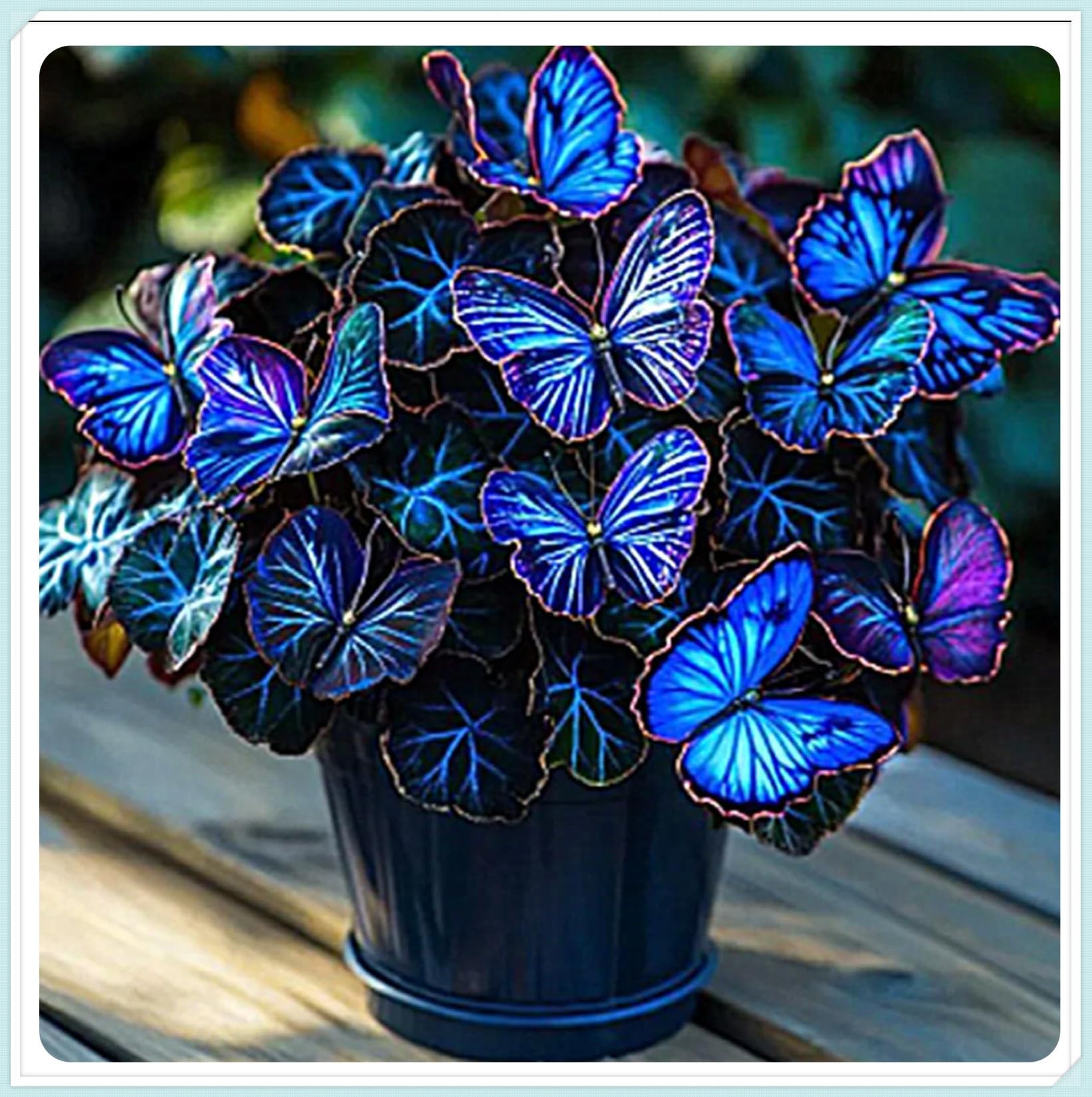 Polychromatic Gorgeous Hostas Bulbs Mix for Planting Now Perennial UK Good for Containers Strong Plants That Grow Well,Polychromatic,Golden Jade Carving Feels Beautiful,Hardy Garden.-4Bulbs-C