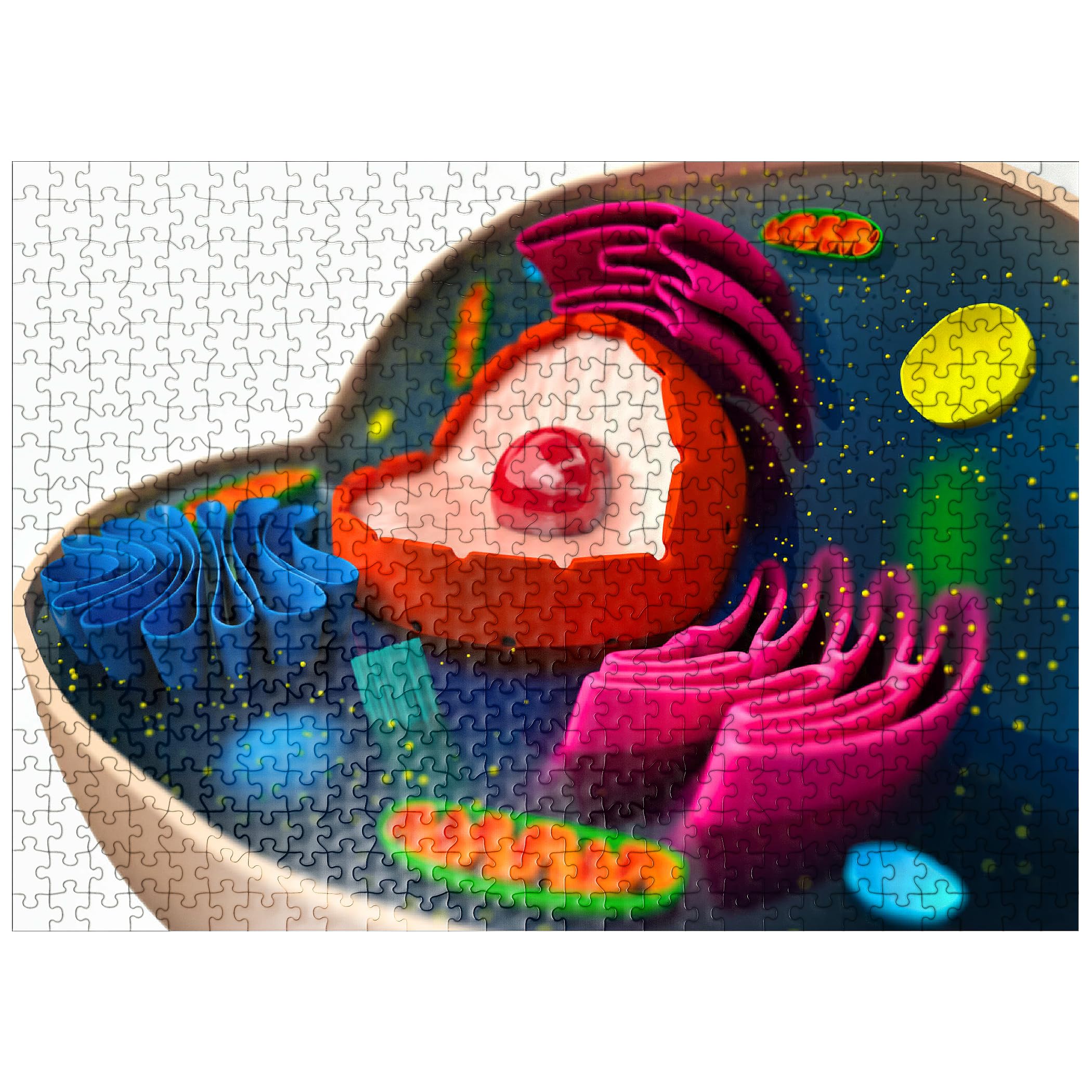 Amazon.com: MyPuzzle The Structure of A Biological Cell 3D Model