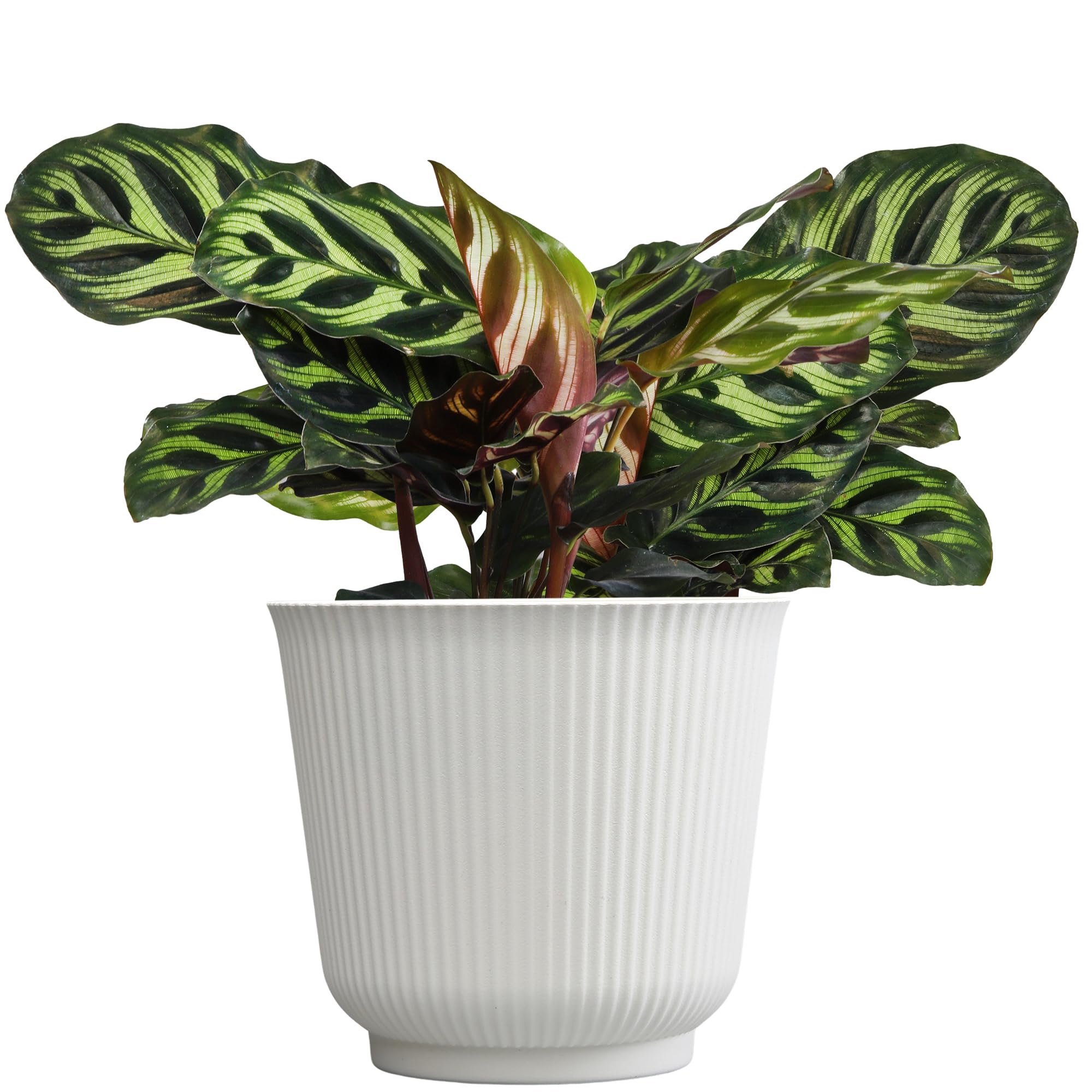 plante calathea Calathea Makoyana Peacock, 4