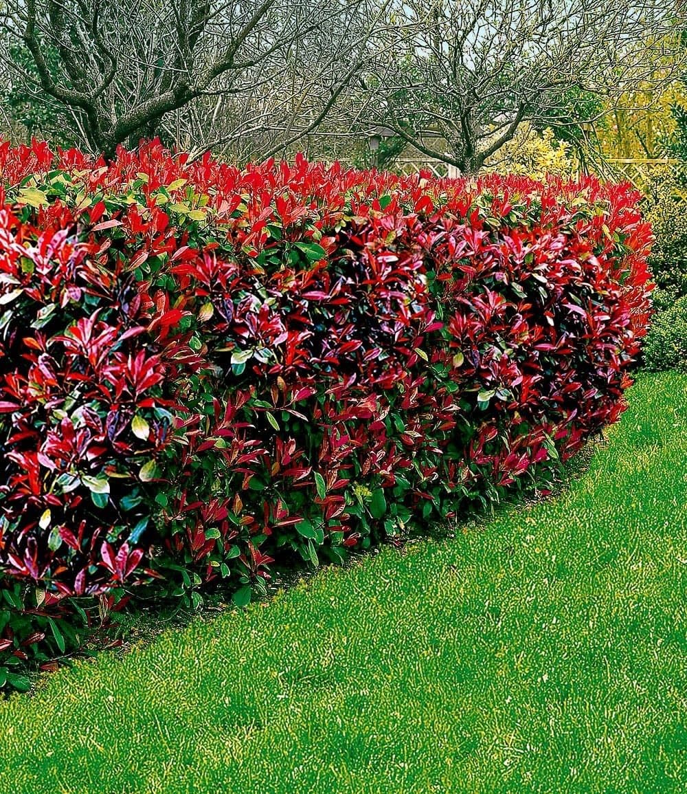 BALDUR Garten Photinia-Hecke 'Red Robin' Glanzmispel winterhart blühend schnellwachsend 20 Pflanzen 9x9 cm-Topf