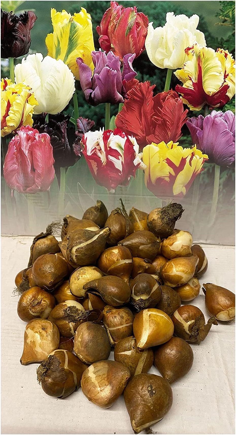 50 Mixed Parrot Tulip Bulbs Stunning Colours Late Spring Hardy Garden Perennial : - by GARTHWAITE NURSERIES® : - UK Stockist