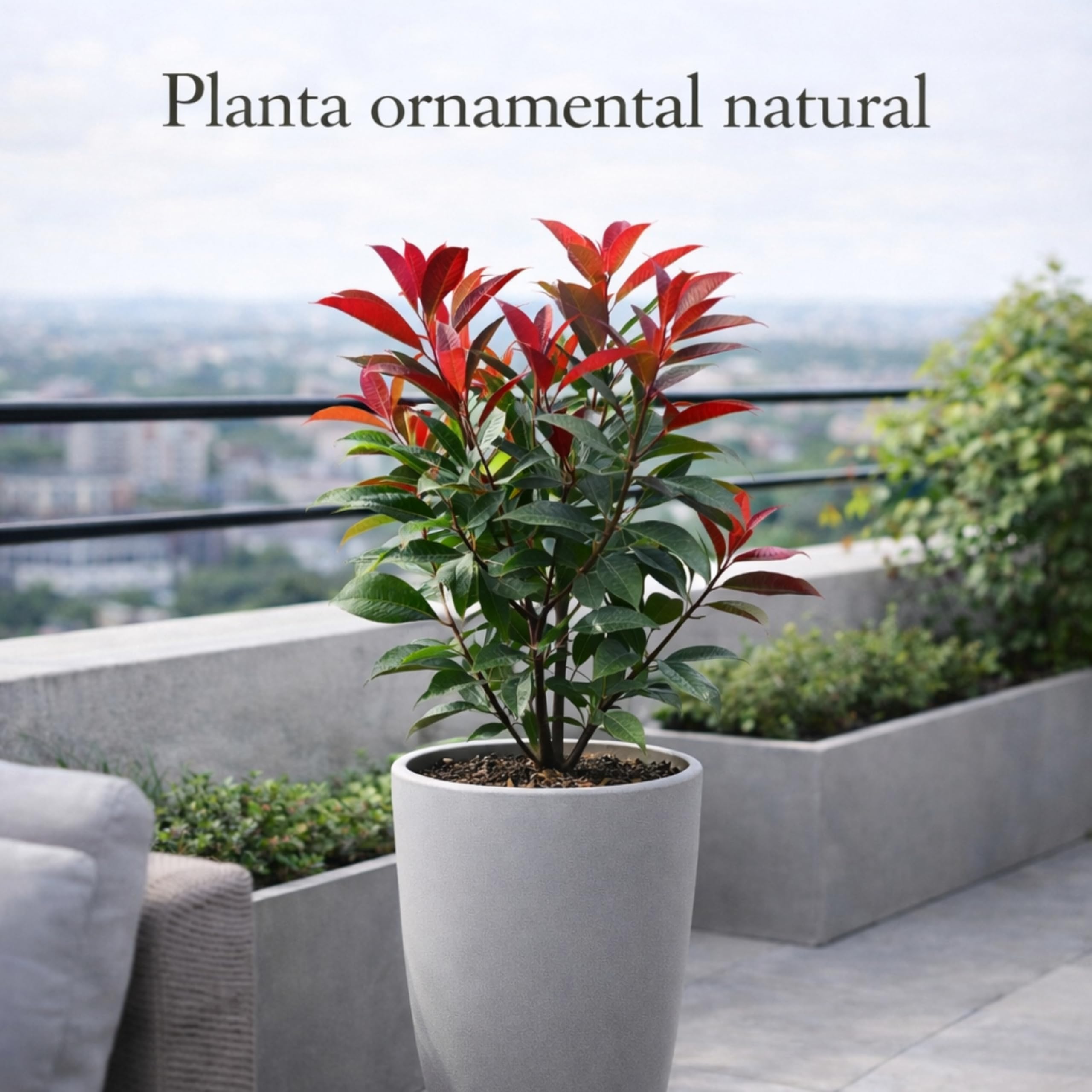 Photinia Red Robin Planta Natural en Maceta 40-50 cm de altura,Arbusto Ornamental Exterior Hoja Roja Planta Viva para Jardín Terraza Patio Seto Decorativo Fácil Cuidado. Photinia