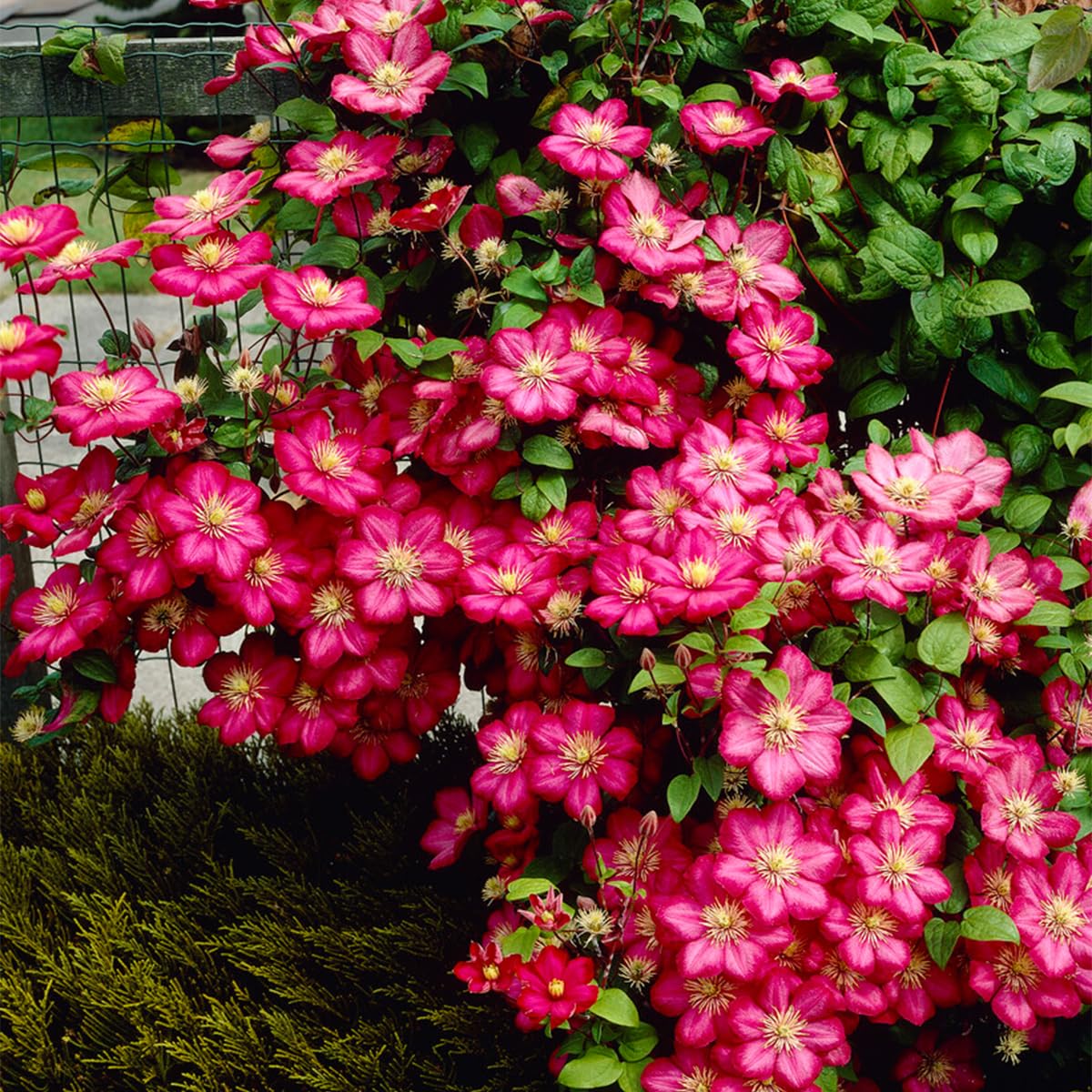 Bloomique - Set di 2 - Clematis ‘Ville de Lyon’ - Clematide - Rosa scuro - Rampicante - Resistente al freddo - Alte 50-70 cm - Vaso 15 cm