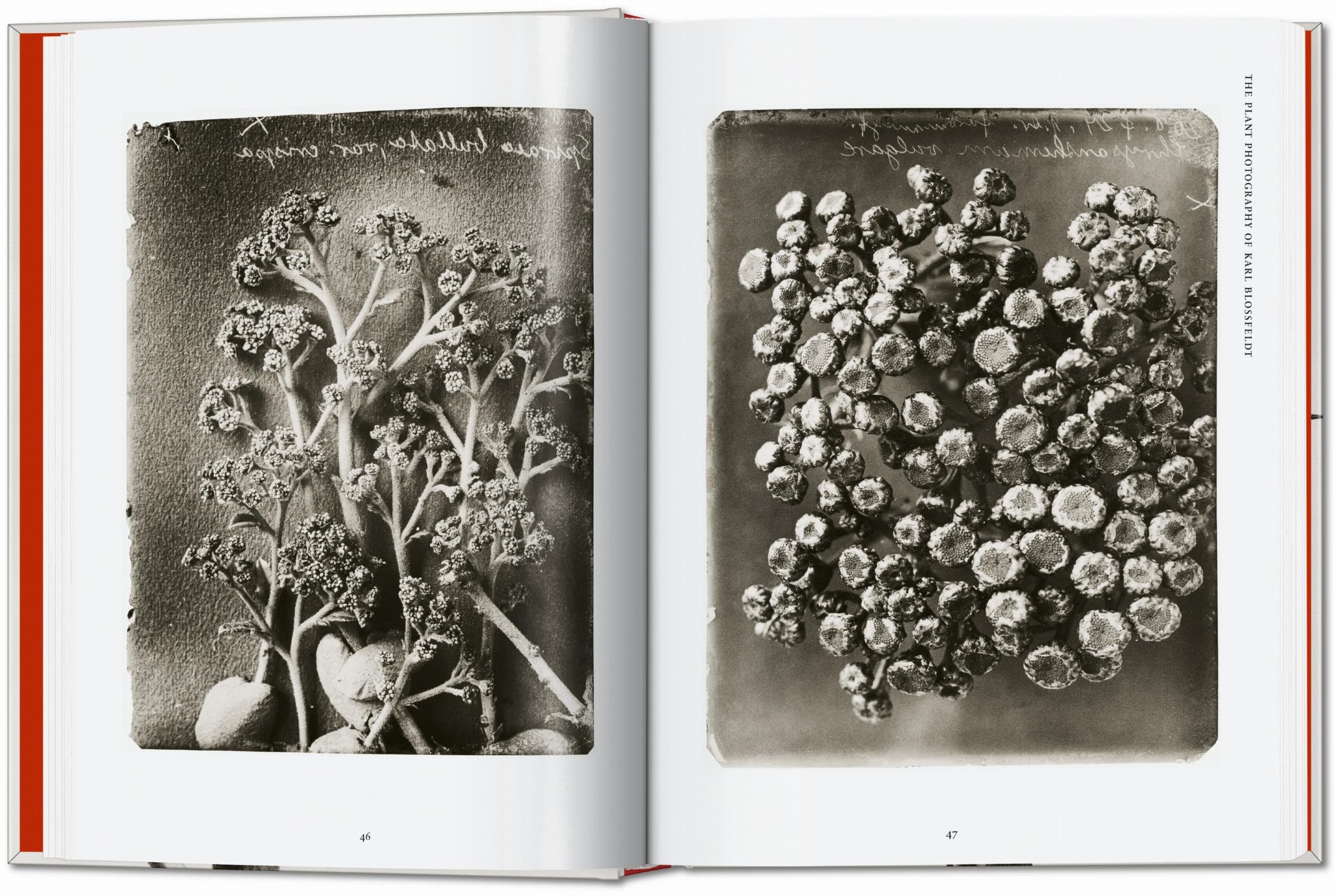 Karl Blossfeldt. The Complete Published Work. 45th Ed. (45th Edition)