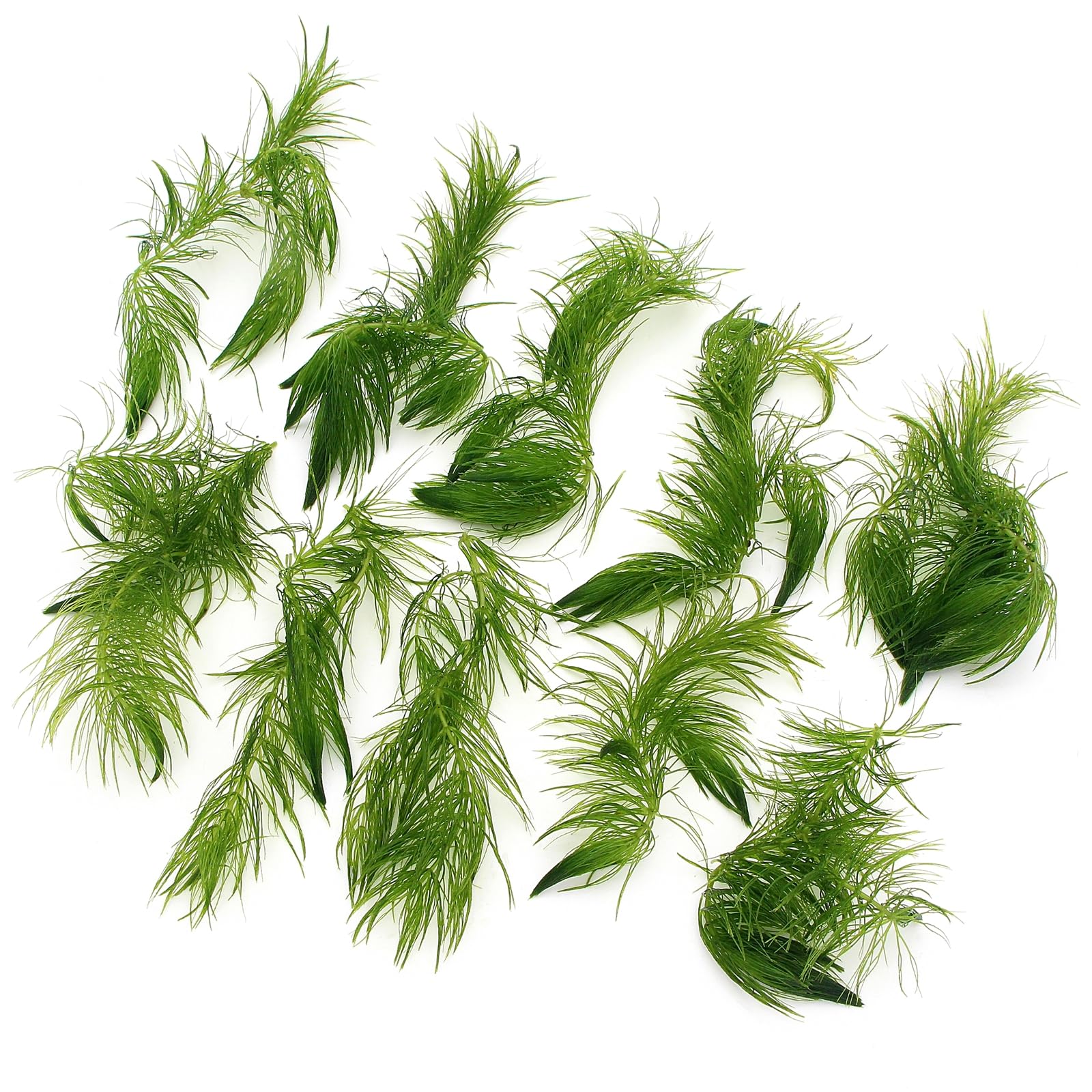 Ceratophyllum Demersum 10 Stems Hornwort Live Aquatic Plant for Aquarium Fish Tank Pond Oxygenating Fast Growing Freshwater K2aqua