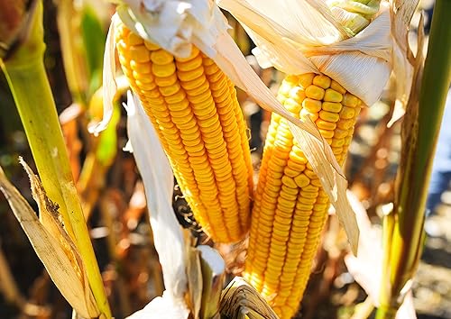 Vista 7 de Food to Live Harina de maíz orgánica, 12 onzas sin OMG, grano entero, comida finamente molida, vegano, kosher, maíz amarillo molido a granel. Ideal