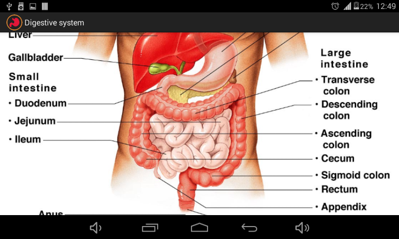 Digestive system: app su Amazon Appstore