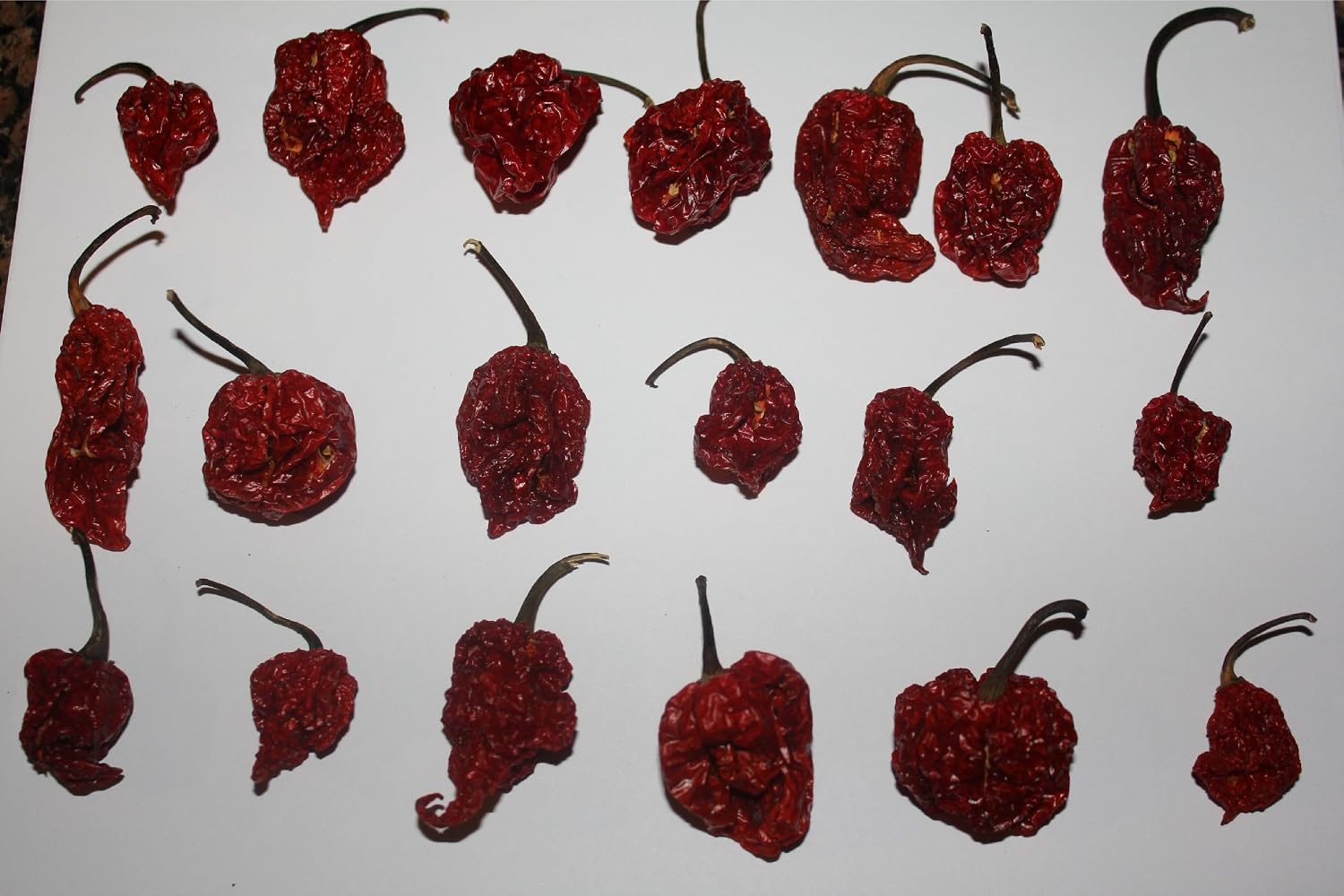 Red Tail Scorpion Chili Peppers 10 Dried Trinidad Seed Pods Plus 2 Free, Hotter than Ghost Pepper image 3