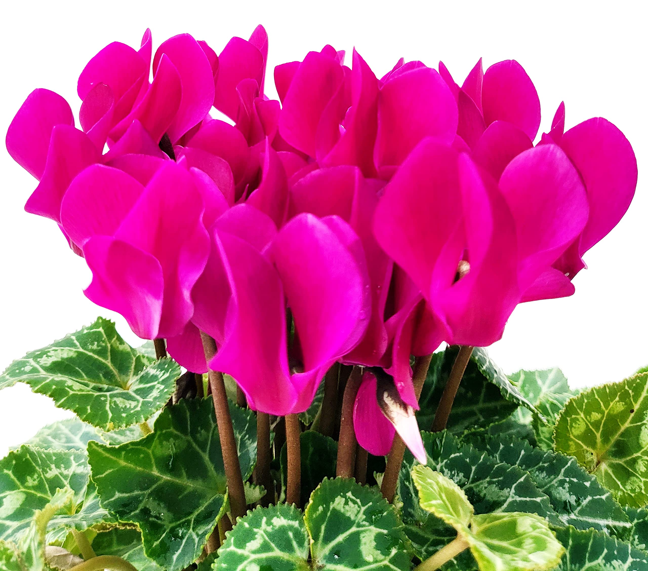 POWERS TO FLOWERS Rosa In Vaso Ceramica Fuchsia | Pianta Vera Fiorita Da Tavolo O Giardino | Regalo Con Omaggio - 3