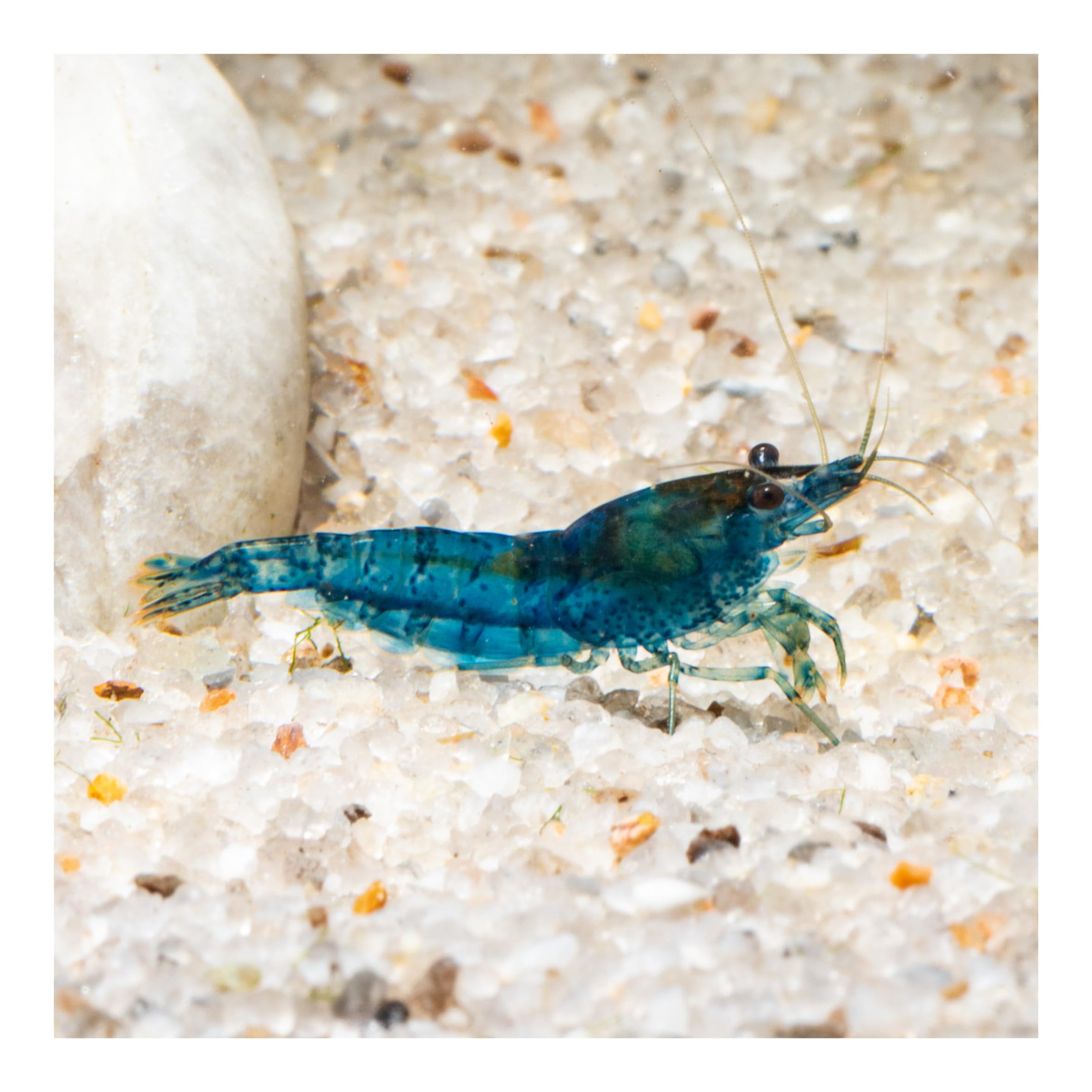 10 x Blue Velvet Zwerggarnele, Blaue Garnele Neocaridina davidi