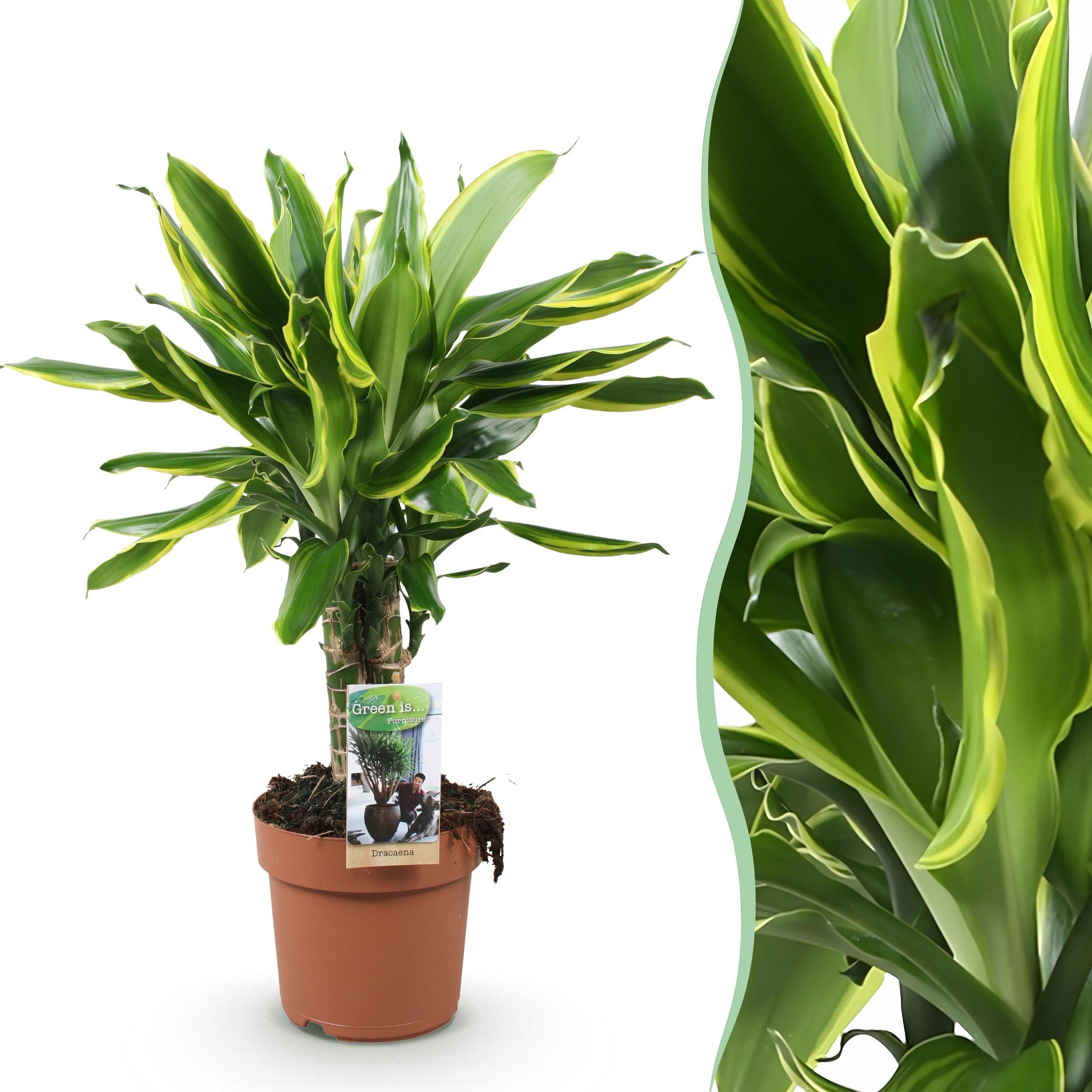 dracena warneckii Striped Dracaena For Sale, Including Care Guide Small / Eco Pot / Chai