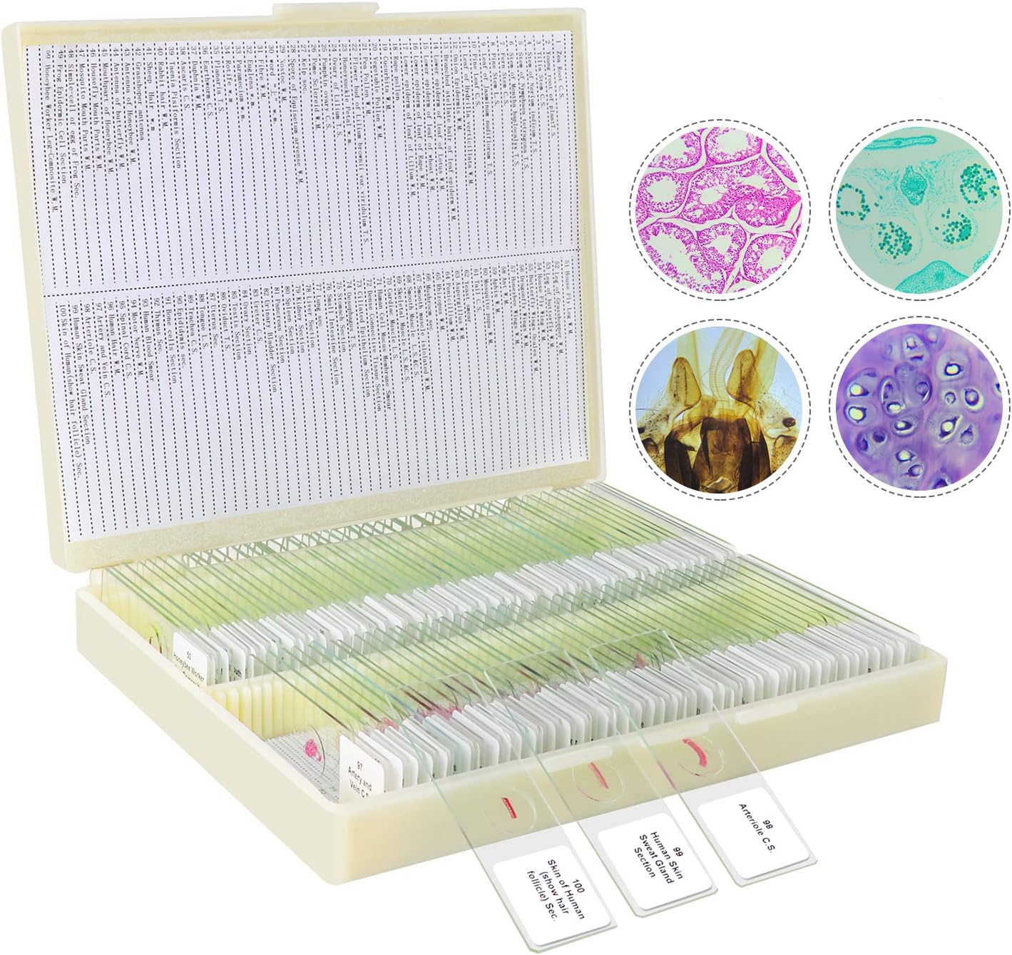 Microscopio Trinoculare SW350T - 40X-2500X, Con Oculari 10X E 25X, Condensatore Abbe, Per Laboratorio E Hobby - Foto 10