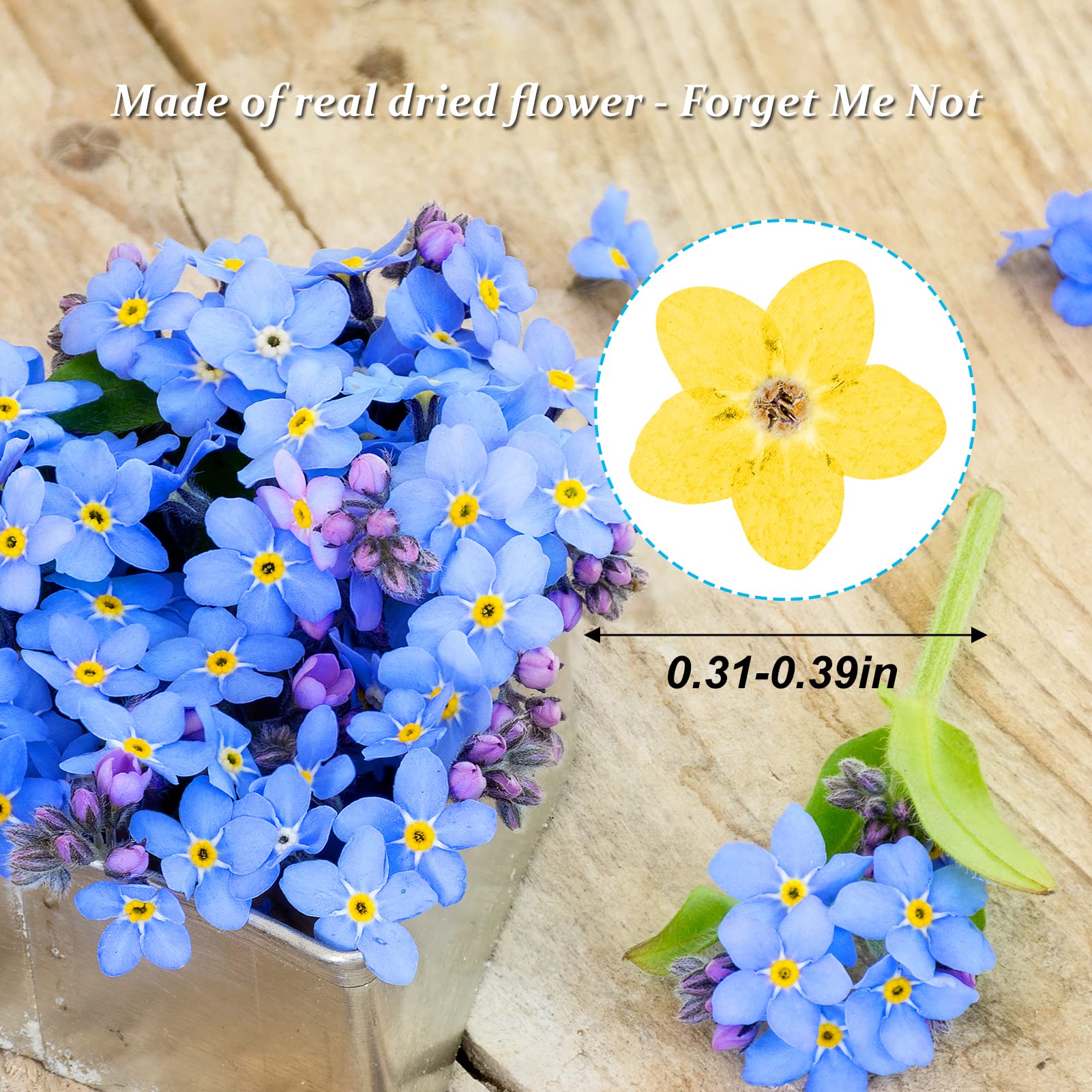 Fiori secchi pressati non ti scordar di me per stampo in resina, 60 fiori secchi gialli naturali con forcipe per gioielli in resina, candele, biglietti, decorazioni fai da te per nail art e fiori