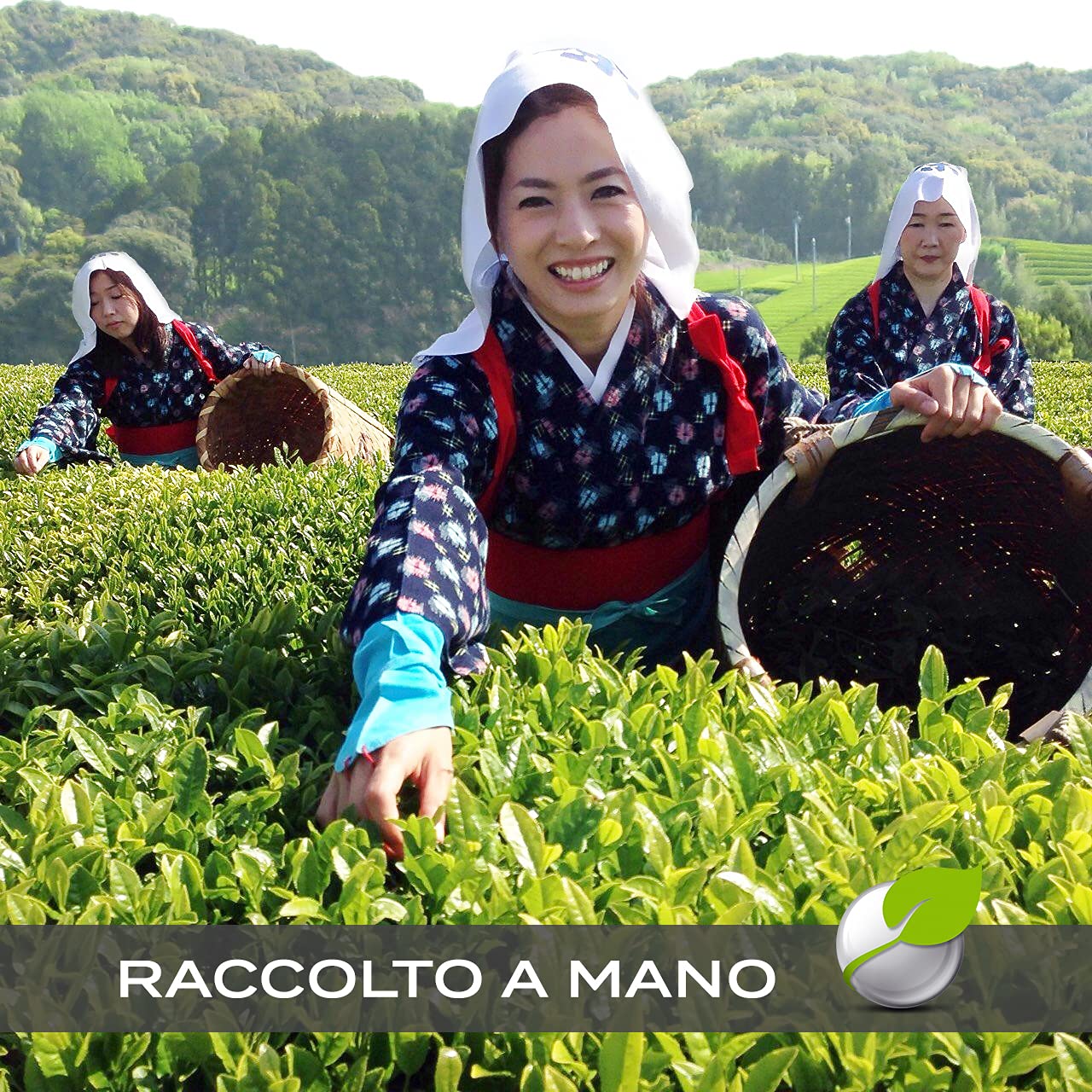 mondomatcha Bio Japanischer Matcha Grüntee - Zeremonieller Grad aus der 1. Frühjahrsernte für Schätzer - aus den kostbaren Teegärten von Kagoshima, handgeerntet, steingemahlen -80g