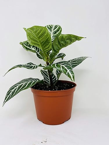 jm bamboo -Planta de cebra - Aphelandra - Planta de interior exótica e inusual - Maceta de 5"
