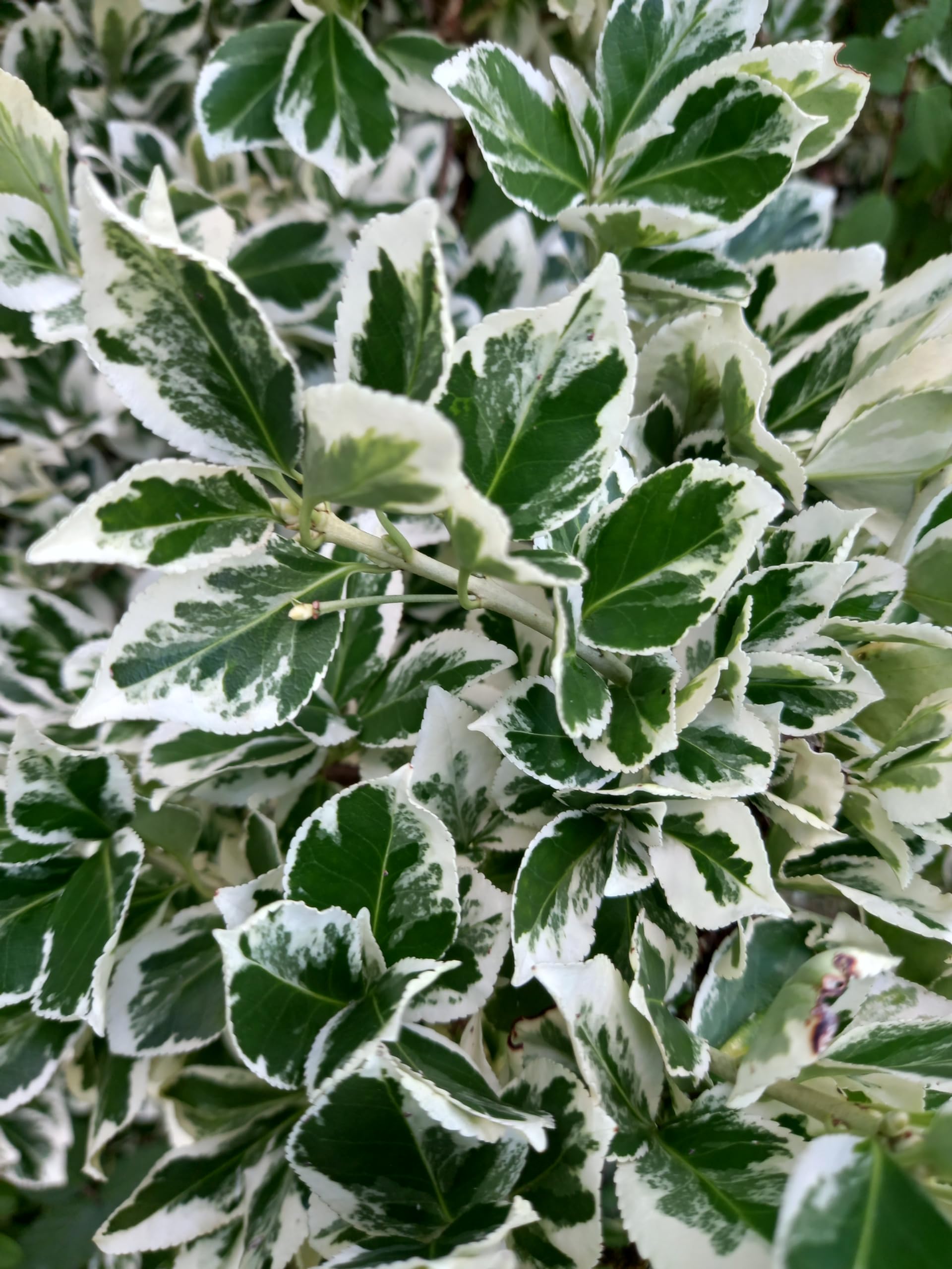 Euonymus fortunei 'Emerald Gaiety' – Variegated Evergreen Shrub, Low Maintenance & Ideal for Borders & Hedges – by Park Farm Plants (6 x Plug Plants)