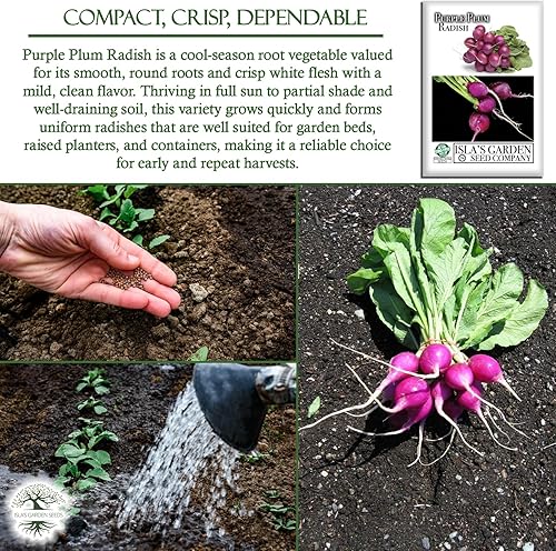 Miniatura 5 de Semillas de rábano morado para plantar, más de 150 semillas de reliquia por paquete, semillas de jardín de Isla (semillas de jardín de Isla),