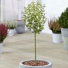 Syringa White Tree | Potted Lilac Ornamental Trees for Small Gardens & Patios | Straight Standard Stem Lollipop Tree | Garden Plants 70-80cm Incl. Pot