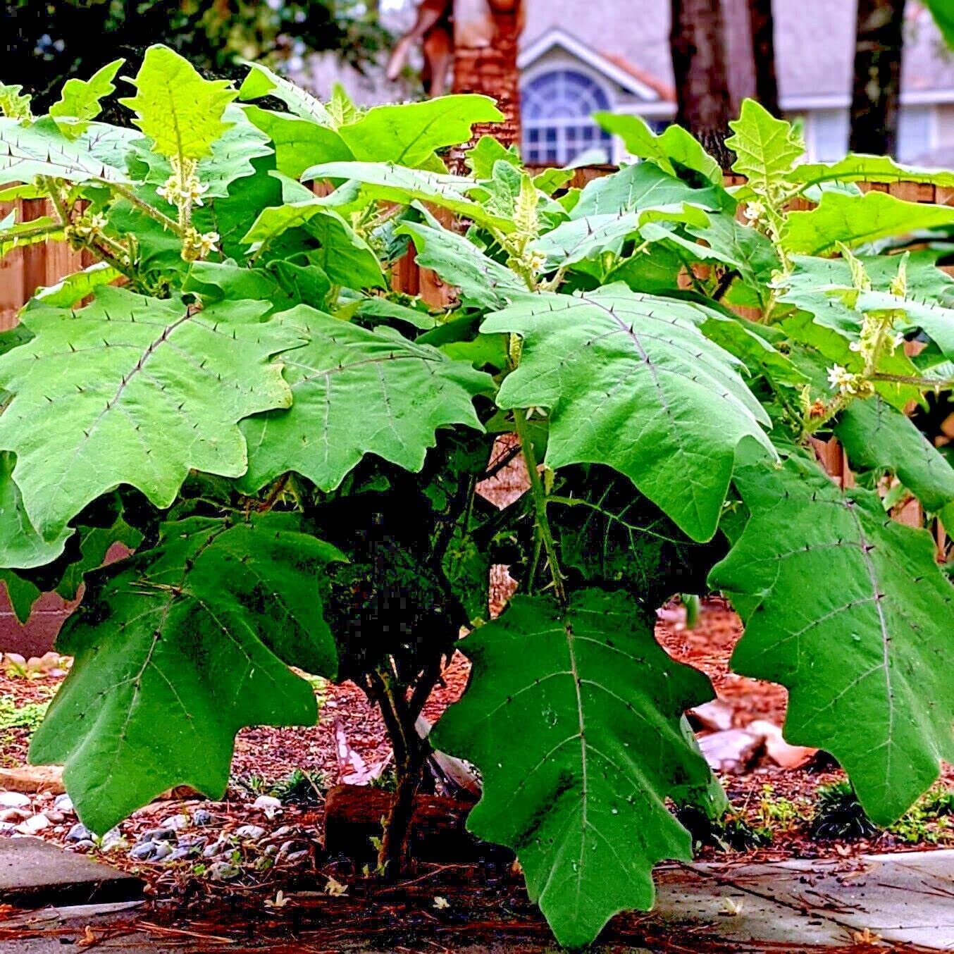 moringa plant Moringa Tree