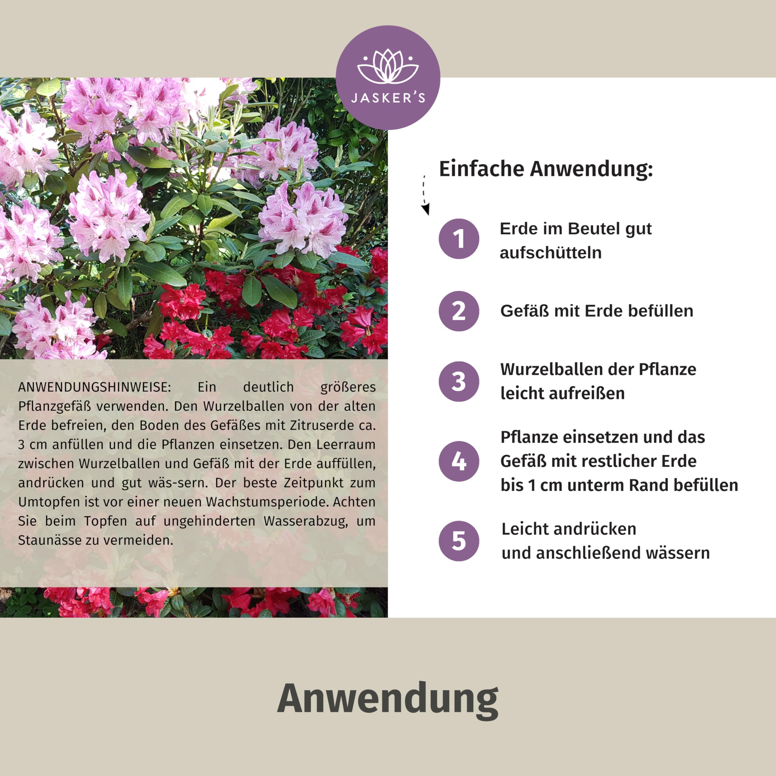 rhododendron pflanzen kölle Rhododendron 'Karl Naue' Rot kaufen