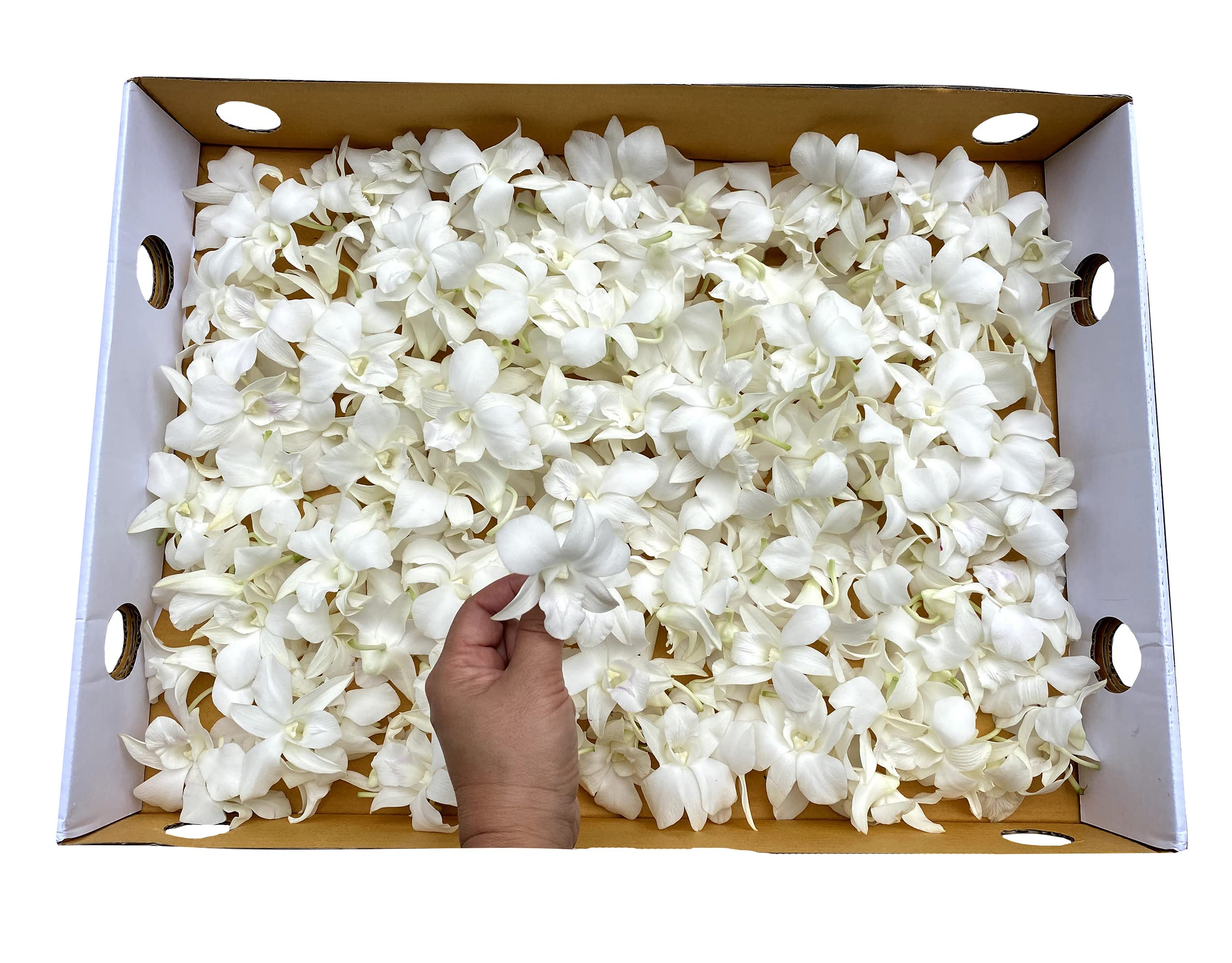 Miami Fresh Orchid Flower OrchidClub USA Sunne Tropical Loose Bloom Head DIY Lei food drink decoration (200 WHITE)