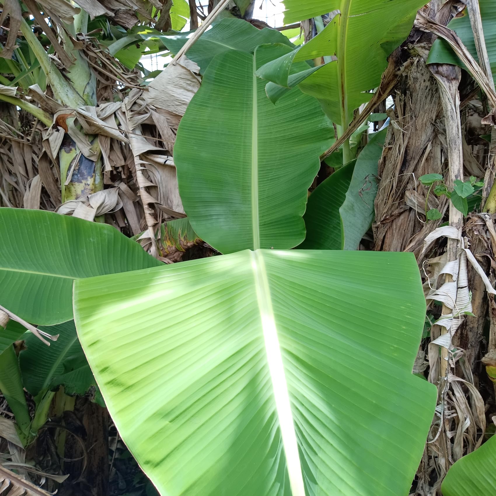 Amazon.co.jp: バナナの葉 茎付 長さ60センチ 幅30センチ 4枚入り