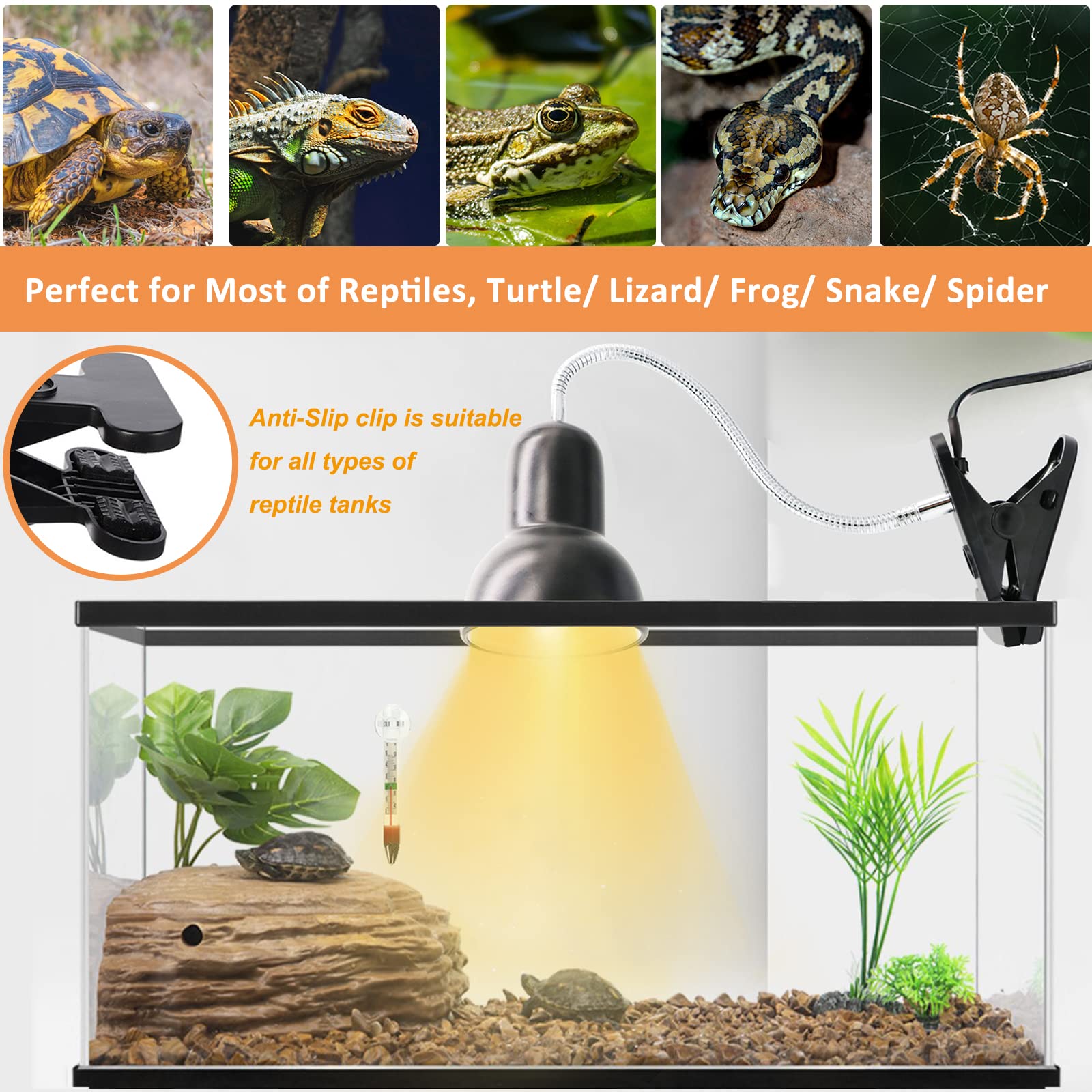 Lizard Heat Lamp Went Out at Cody Quinto blog