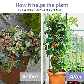 ジークレー lotta botanize Amazon.com : SJZX Hydroponics Growing System, 18 pods