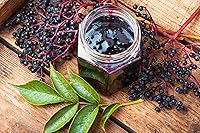 Vista 5 de Semillas de Gaea's Blessing - Semillas de saúco - Saúco negro americano tradicional - Semillas sin transgénicos con instrucciones de plantación