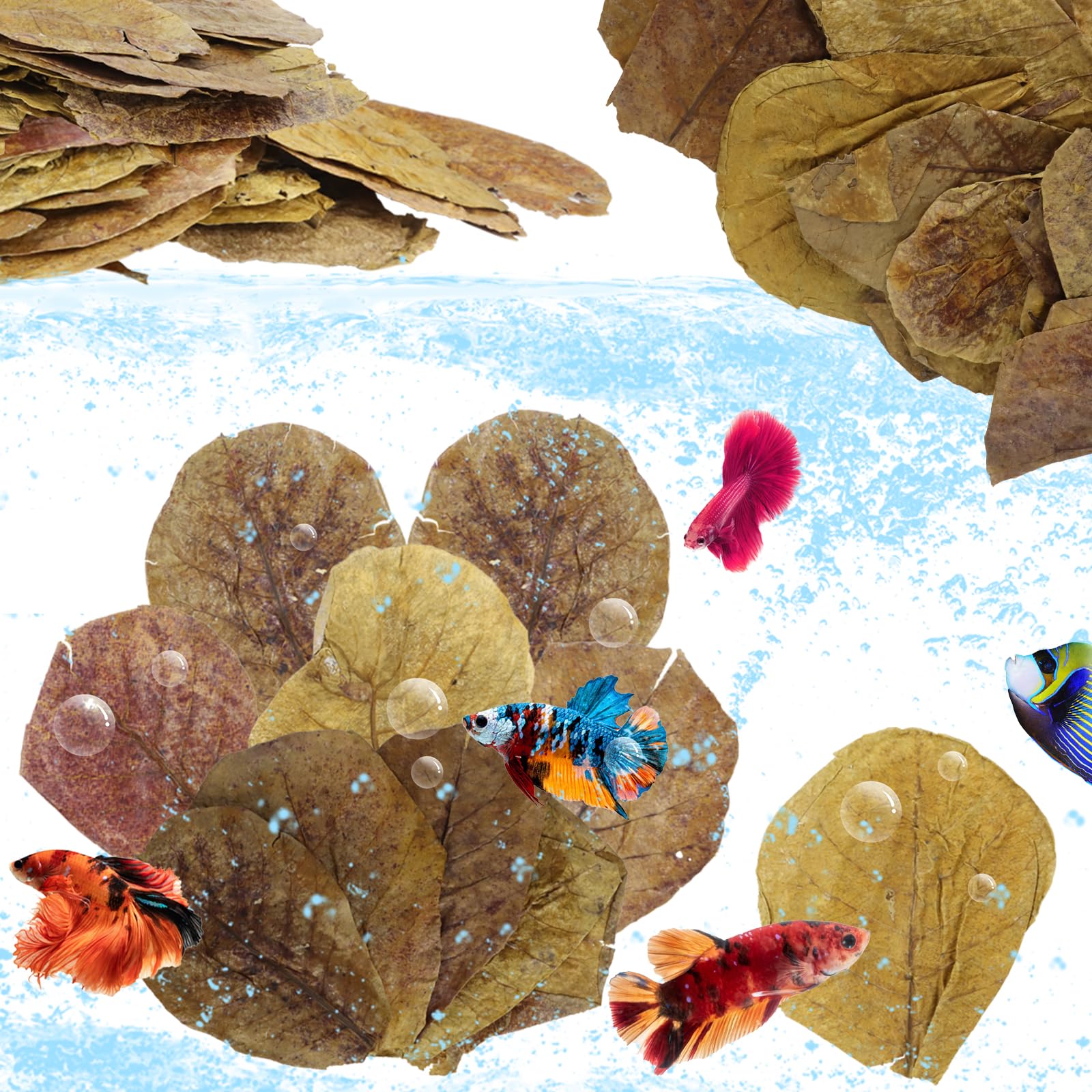 LeonBach 50 Pcs Large Catappa for Fish,5-8 Inch, 125g Indian Almond Leaves Creates Native Environment, Catappa Leaves Beta Fish Leaf for Aquarium Shrimp Tank Decorations Water Conditioner