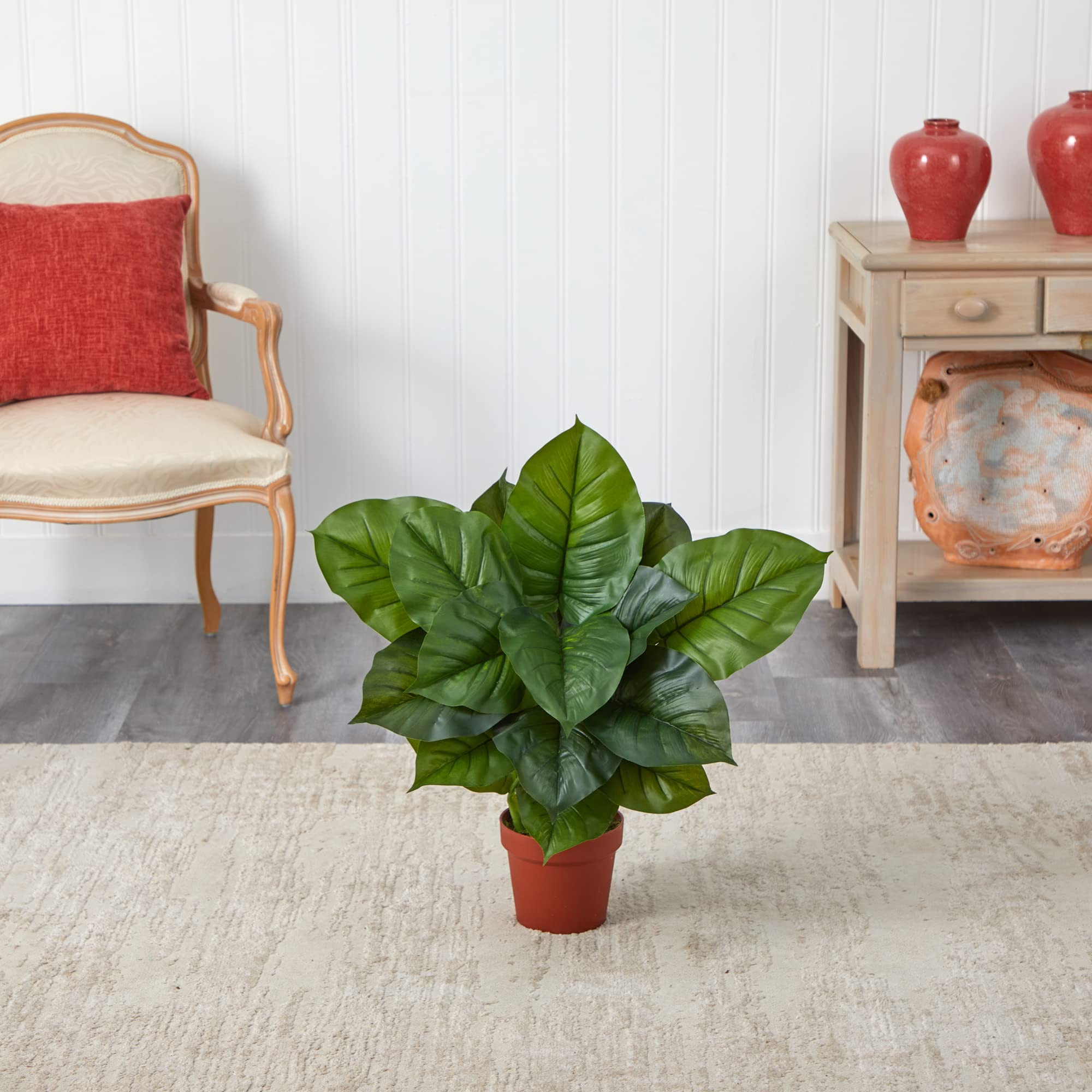 philodendron neon pothos Buy Philodendron Neon