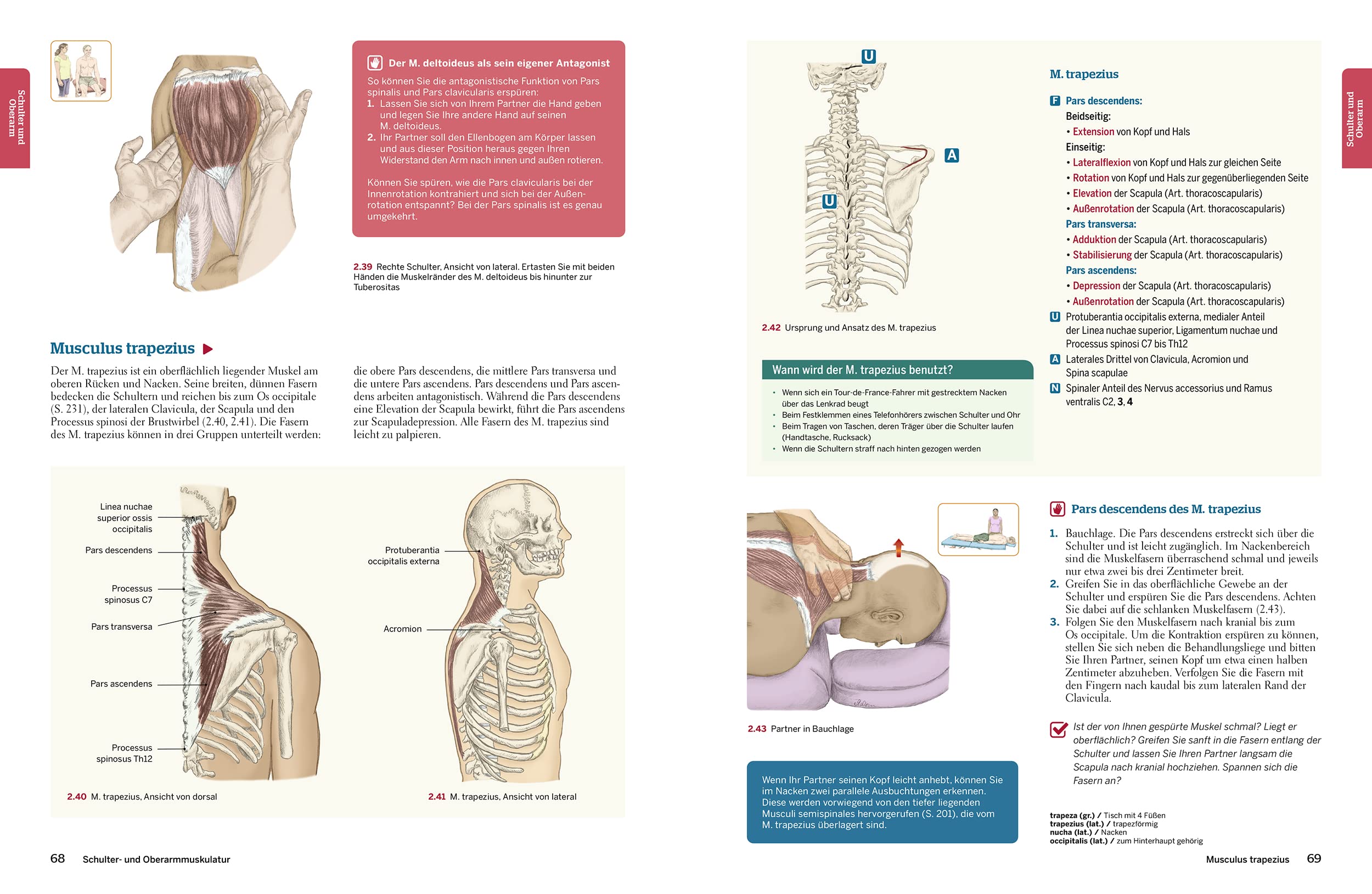 Trail Guide Anatomie: Anatomie praktisch begreifen (mit DVD)