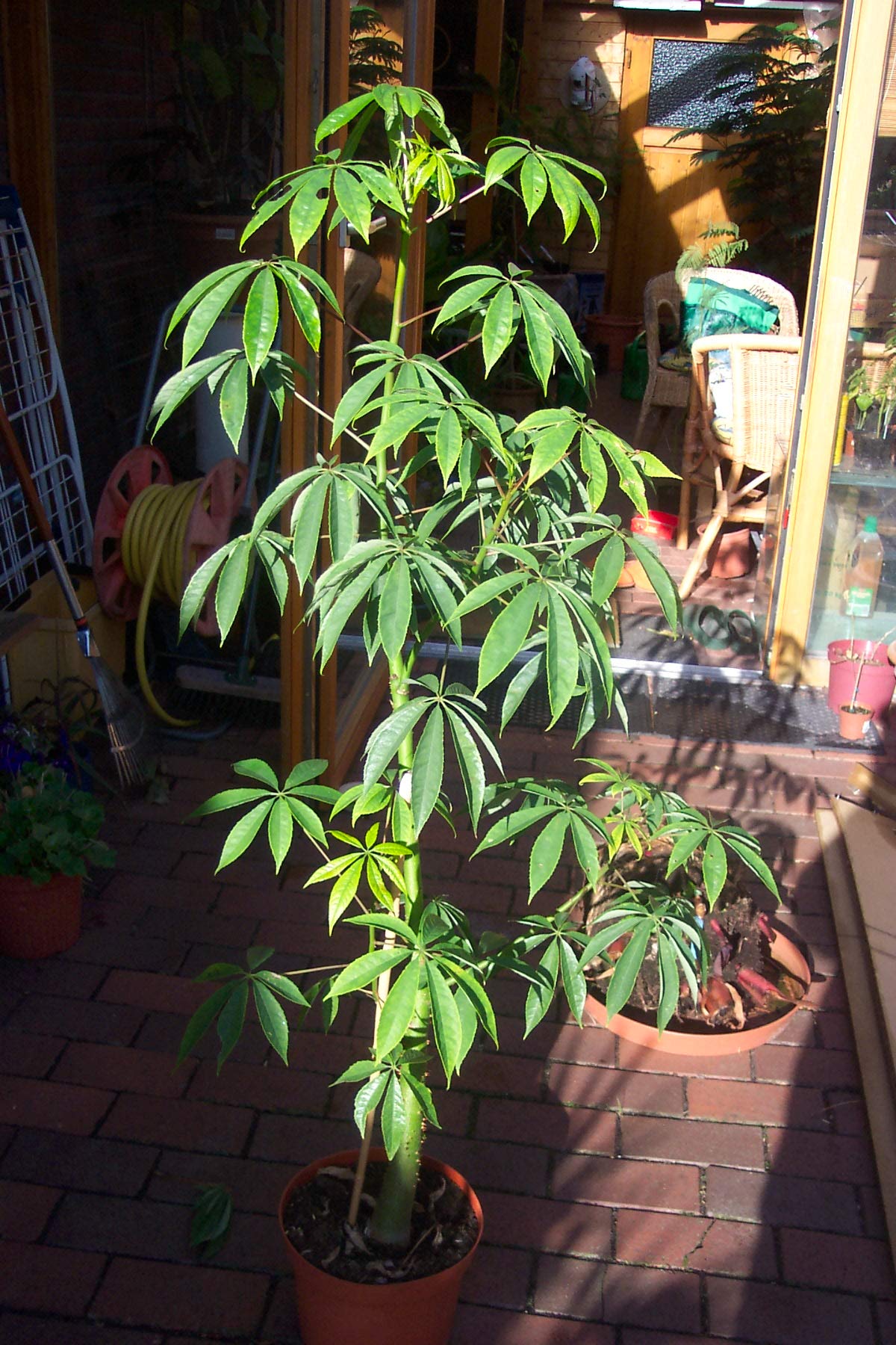 Weier Kapokbaum - Baumwollbaum - Ceiba Pentandra - 5 frische Samen :  Amazon.de: Garten