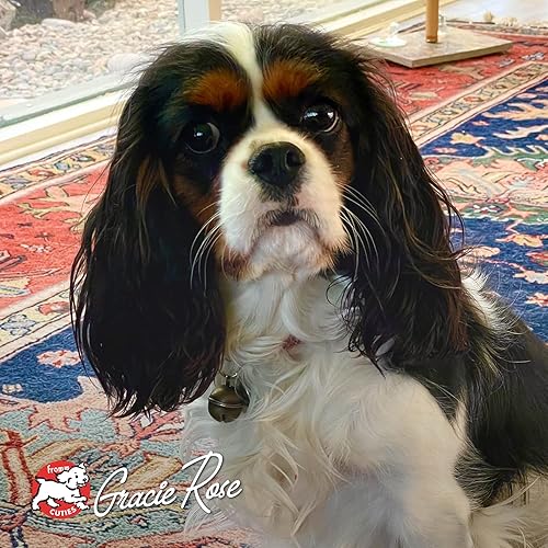 Miniatura 8 de Fromm Four-Star Nutritionals Chicken au Frommage - Alimento seco prémium para perros, receta de pollo, 4 libras