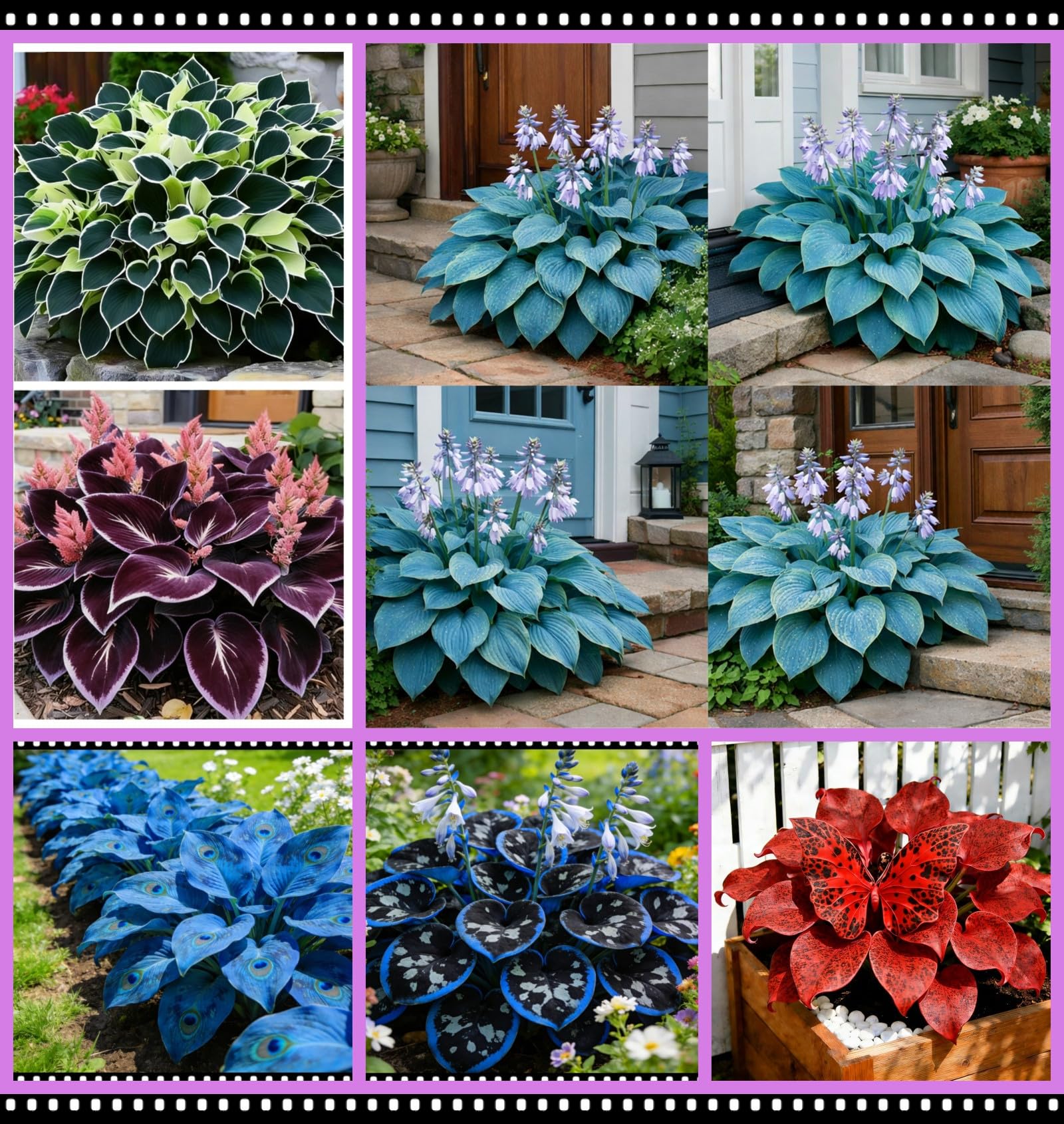 Hybrid Hosta Bare-Root | Midnight Blue Heart Series, Shade-Loving and Cold-Hardy, Easy to Cultivate, Ideal for Garden Borders and Potted Plants/Hardy Perennial, Excellent Display-15 hosta Bulbs-G