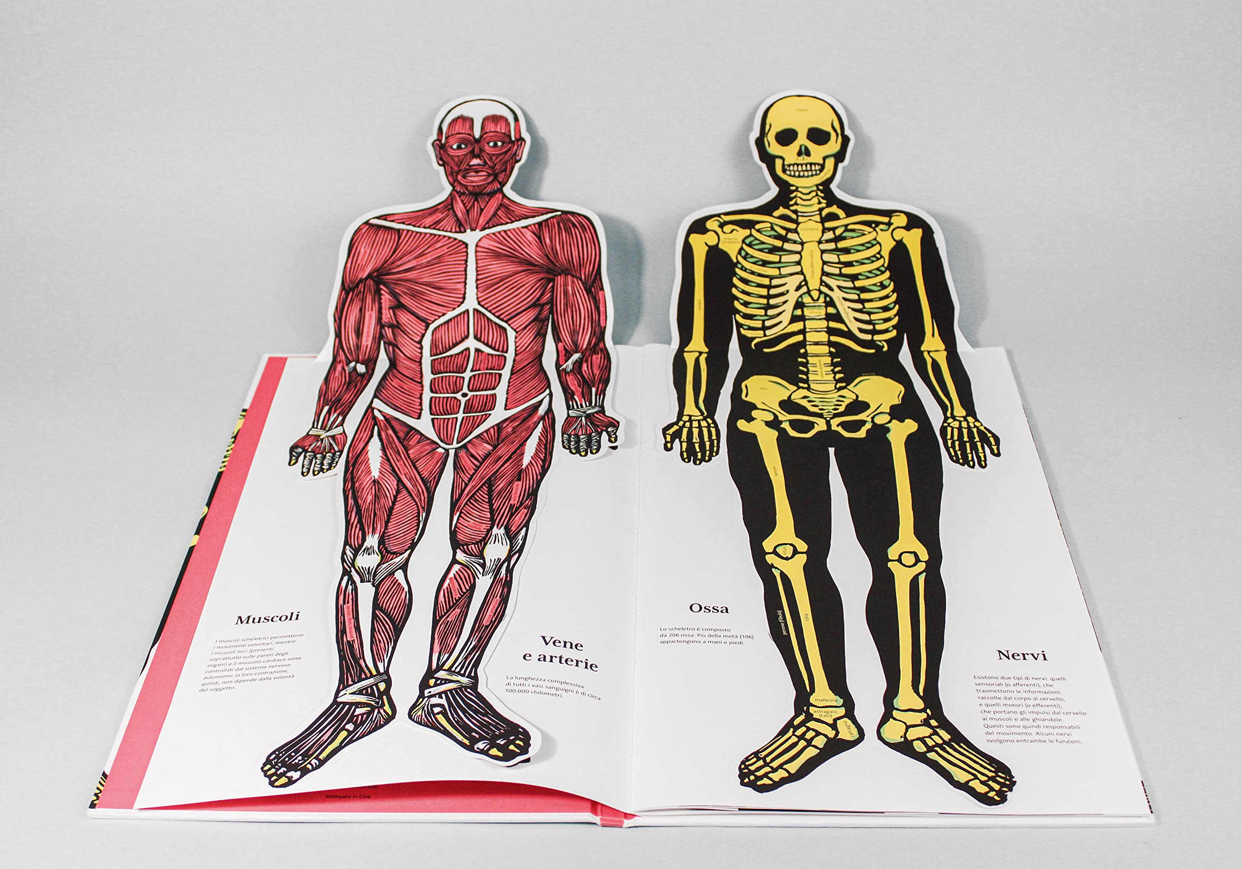 Il corpo umano. Ediz. a colori