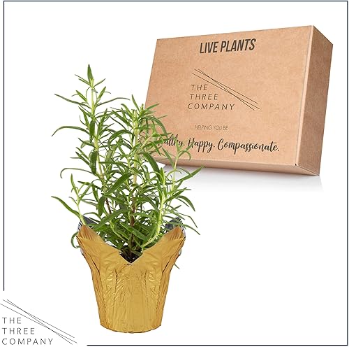 Miniatura 5 de Hierba aromática viva y saludable, romero, mejora la respiración, envuelta en cubierta decorativa, 14 pulgadas de alto por 6 pulgadas de ancho en