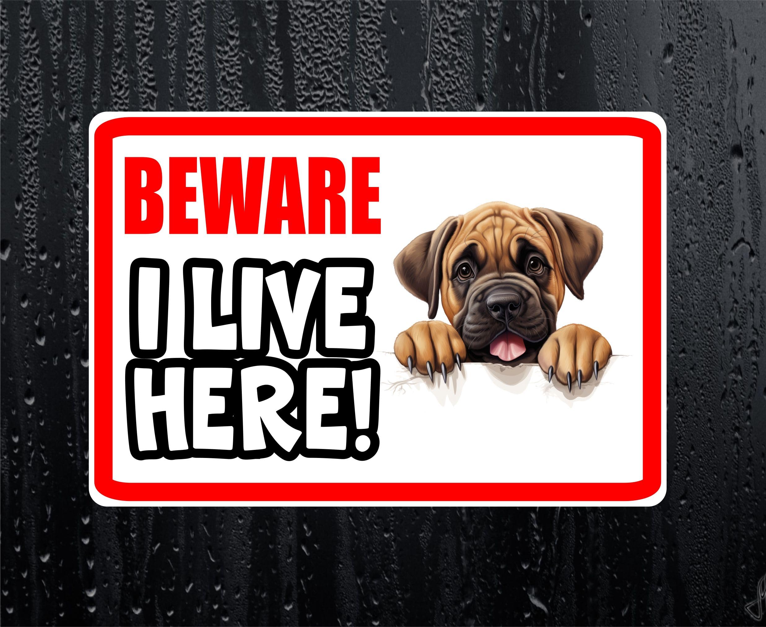 Decalarama Mastiff Sticker Beware I Live Here House Home Window Door Porch Printed Decal
