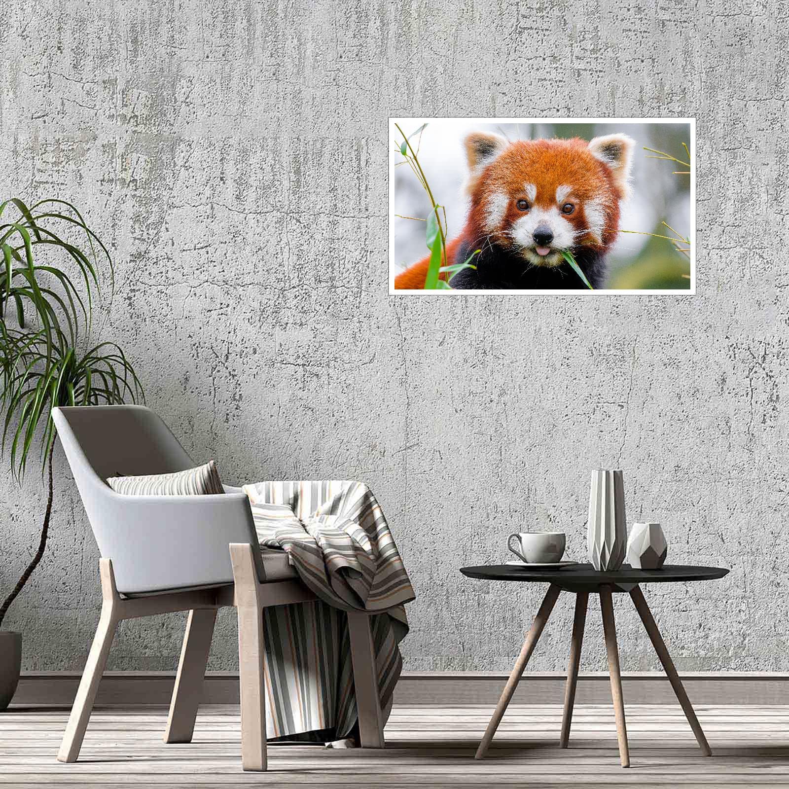 Amazon.co.jp: レッドパンダ ウォールアート クローズアップ