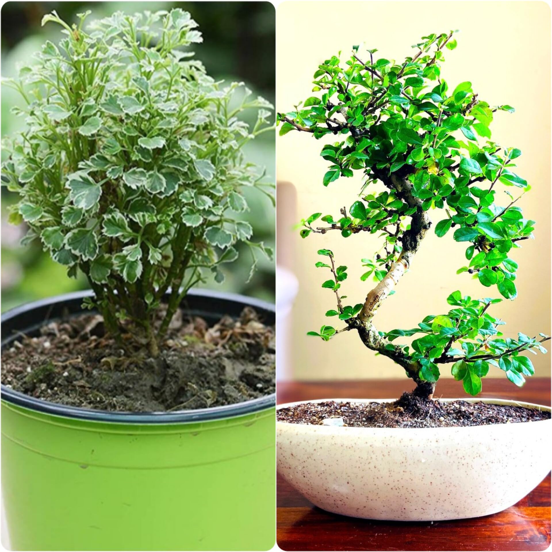 Oxygen trees for home indoor,Home indoor plants for oxygen trees,Kamini plant,Aralia plant (Pack of 2) (B0CV3V6XBQ) Amazon Price History, Amazon Price Tracker