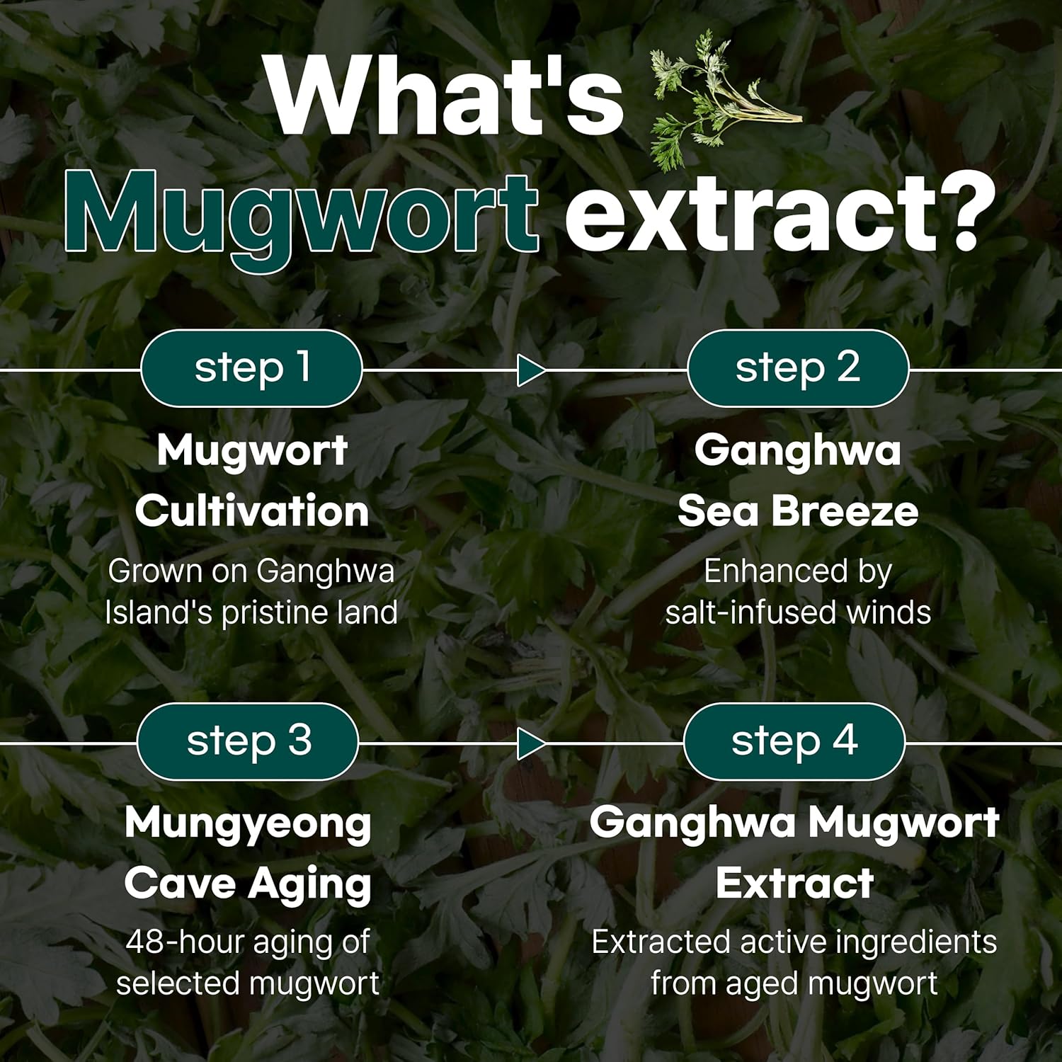 9 Serum for Calming, Hydrating, and Barrier-Strengthening with Mugwort Extract for Sensitive Skin - Redness-Reducing, Glowing, Deep Moisturizing - Korean Skin Care (50ml / 1.69 fl oz)