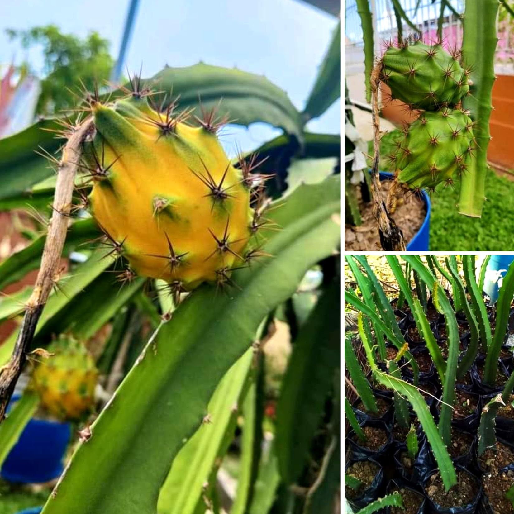 See full amazon price history chart for AGRO ALIVE Palora Gold Dragon Fruit plant Selenicereus megalanthus 6-8 inches rooted plant in pot AGRO ALIVE Palora Gold Dragon Fruit plant Selenicereus megalanthus 6-8 inches rooted plant in pot (B0CB929G8T) Amazon Price History, Amazon Price Tracker