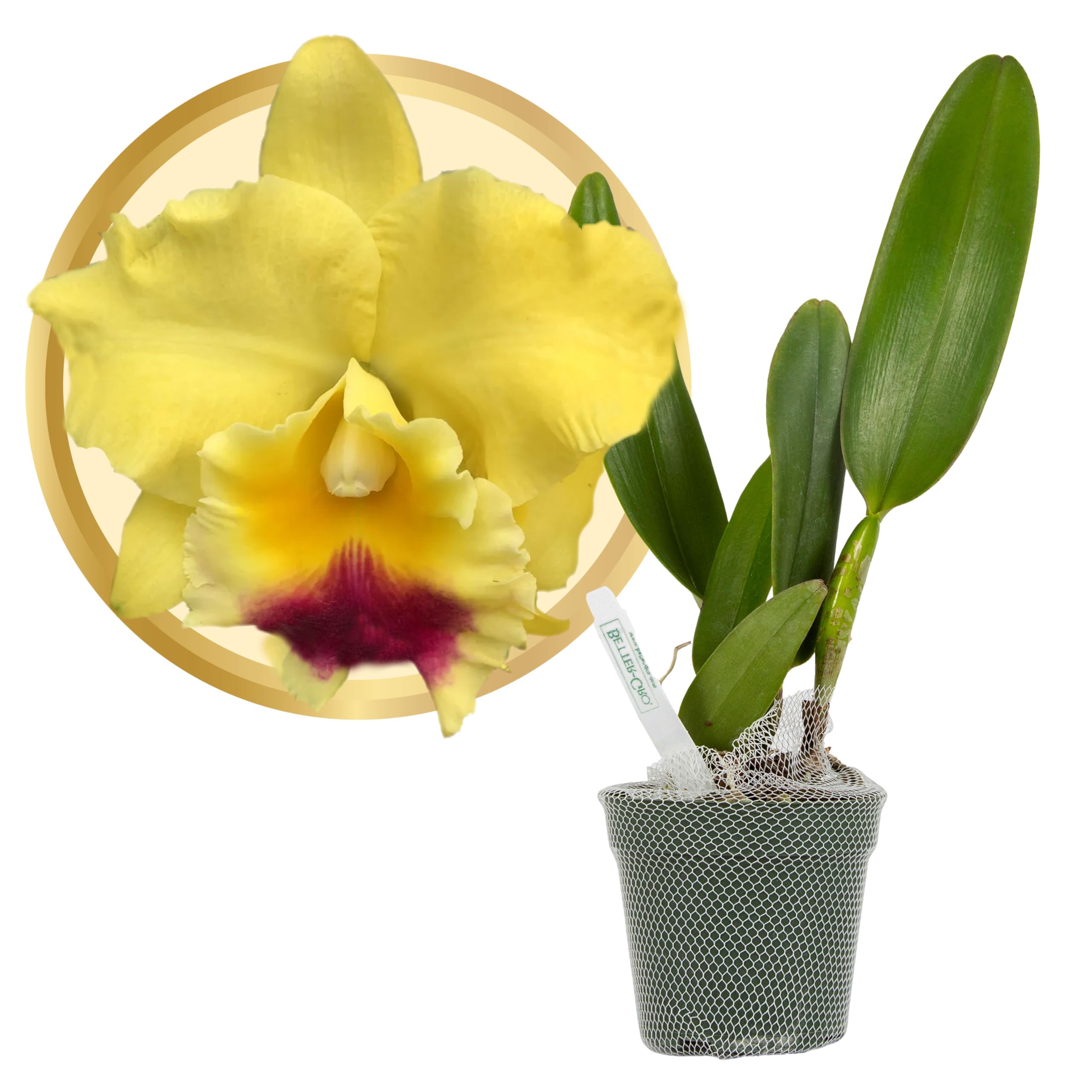 ［洋蘭原種］Phal. celebensis yellow 洋蘭原種］Phal. celebensis yellow 洋蘭原種］Phal. celebensis