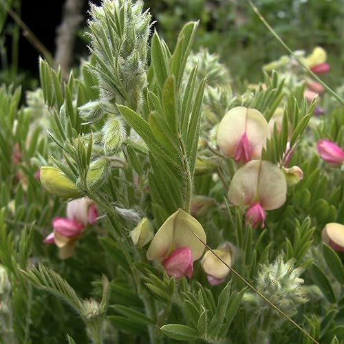 CHUXAY GARDEN 30 semillas Tephrosia Virginiana, Goat-rue, Goat's rue, Catgut, Rabbit Pea, Virginia Tephrosia Perenne Dicot Aspecto plateado Plantas