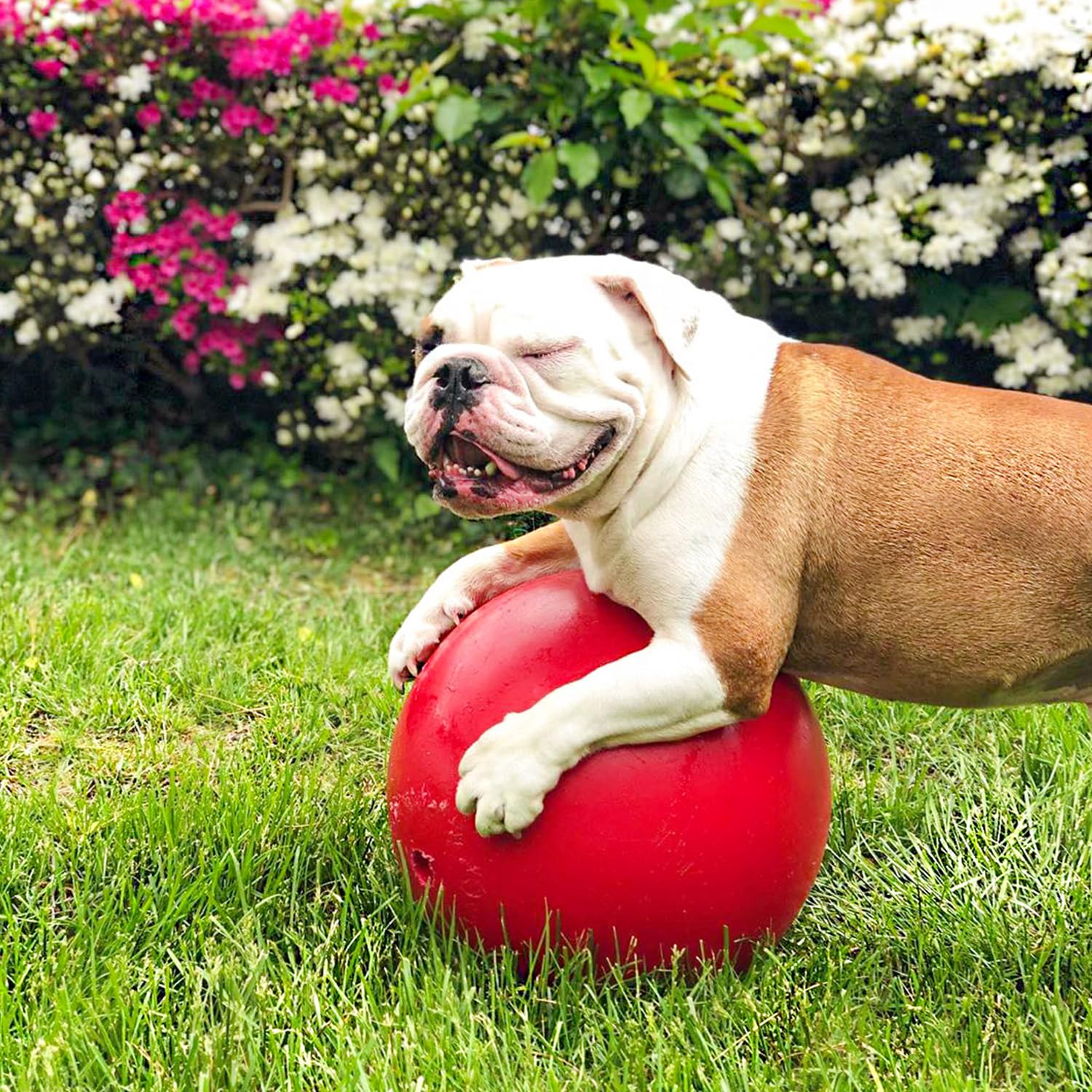 Jolly Pets JOLL070F Hundespielzeug Ball Push-n-Play, 25 cm, rot