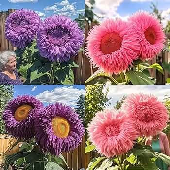 Sunflower's Garden - HUNTER×HUNTER Amazon.com : 150+ Rare Sunflower Seeds for Planting Giant