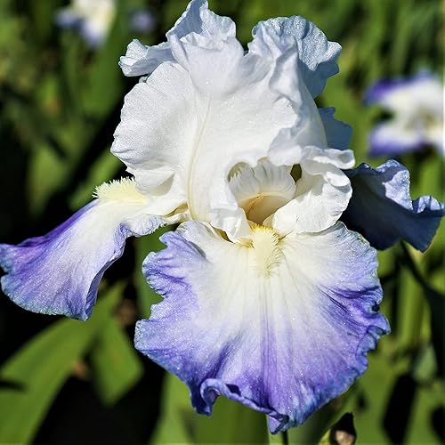 Miniatura 3 de Easy to Grow Barbudo Iris Califlora 'Clarence' Plant Rhizome-Bulb (1 paquete) - Floración bicolor púrpura-azul y blanco en jardines de primavera