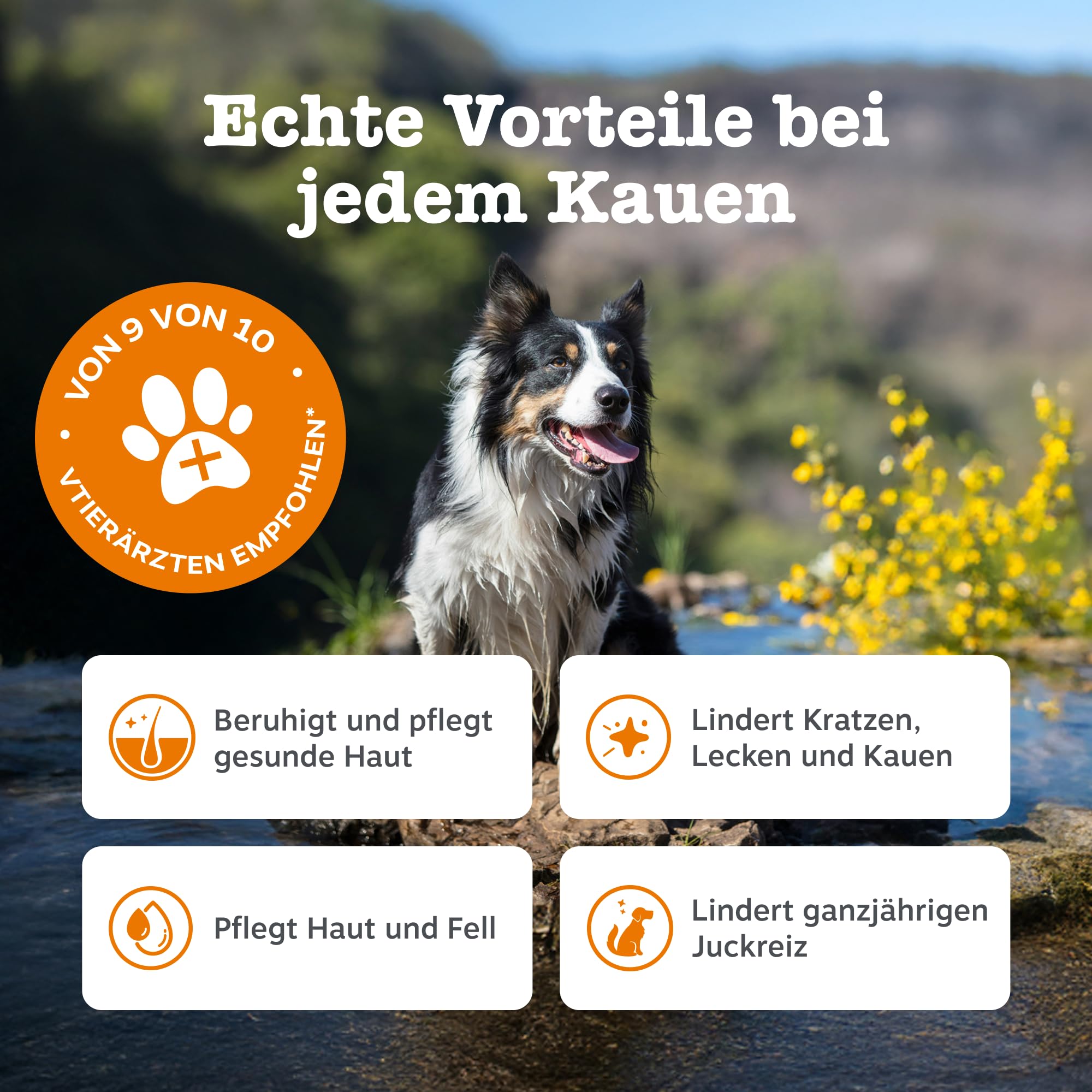 Zesty Paws Anti-Itch für Hunde – Hilfe bei juckender Haut, Pfoten & Ohren – Gegen Lecken & Kratzen – Unterstützt Immunsystem & Verdauung – Mit Lachsöl & Probiotika – 90 Soft Chews