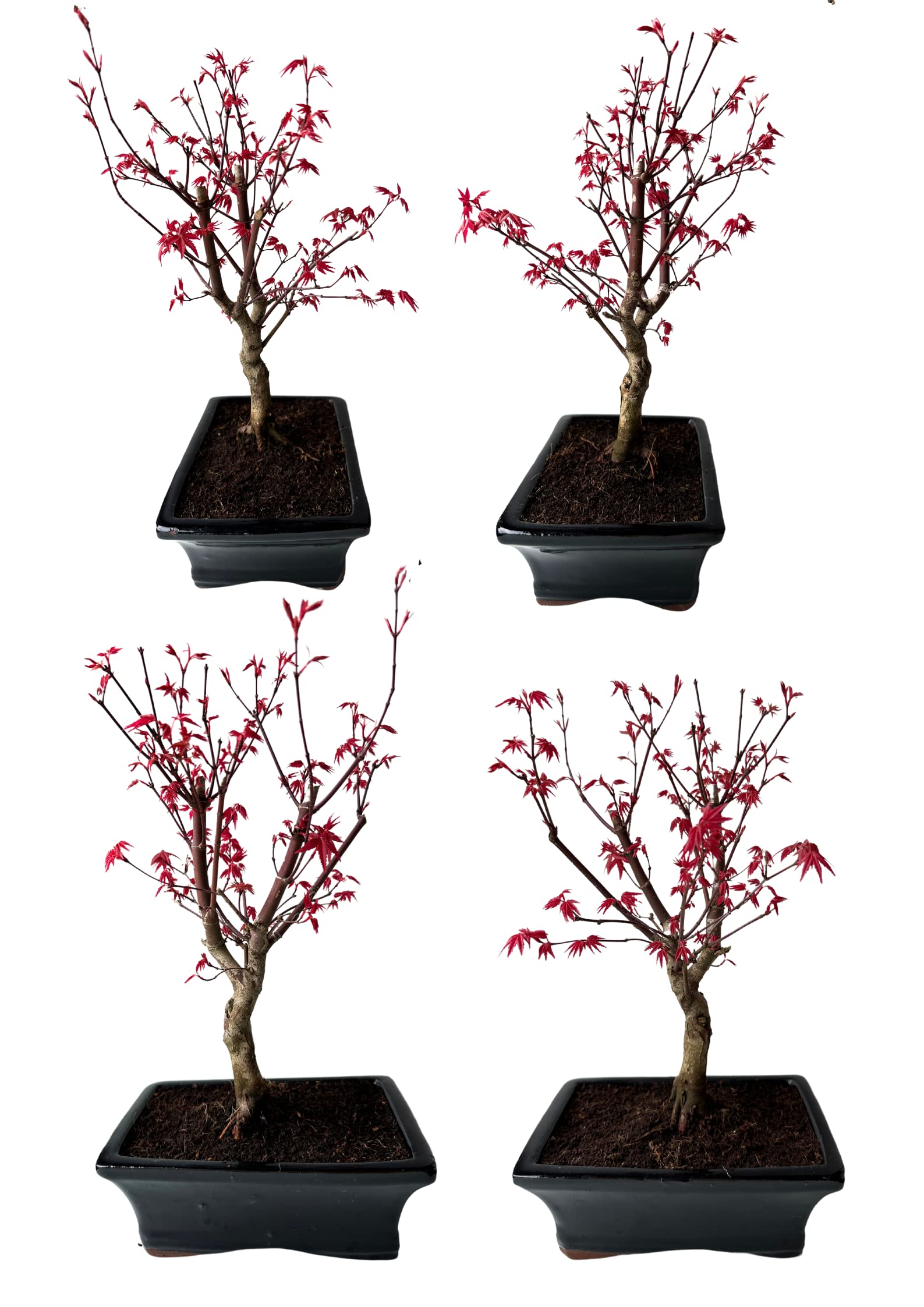 Bonsai DE - Bonsai baum Japanischer Fächerahorn - Acer (Ahorn) Deshojo bonsai bäume/Japanische Ahorne/mit roten Blättern/baum ist 30-45 cm hoch